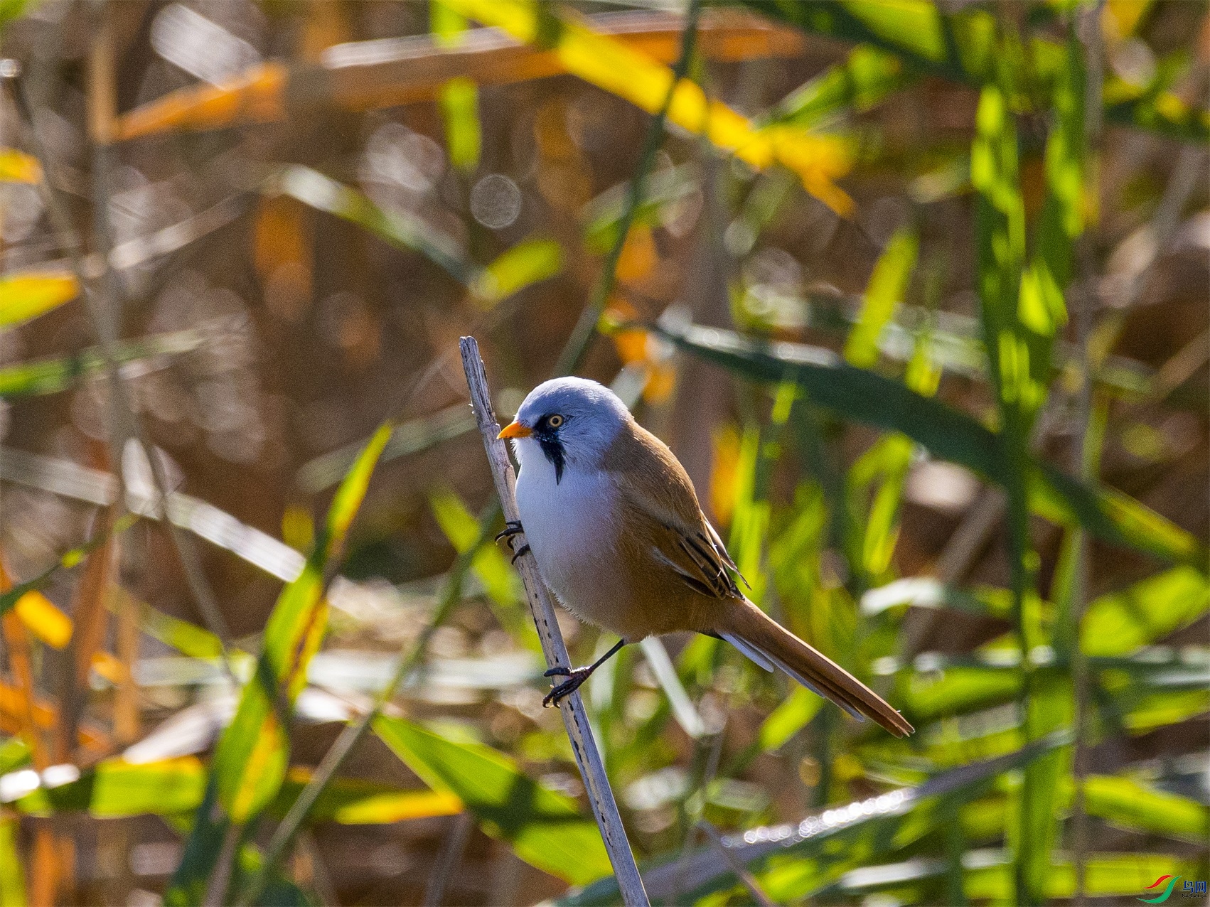 1K3A1558 ����1.jpg