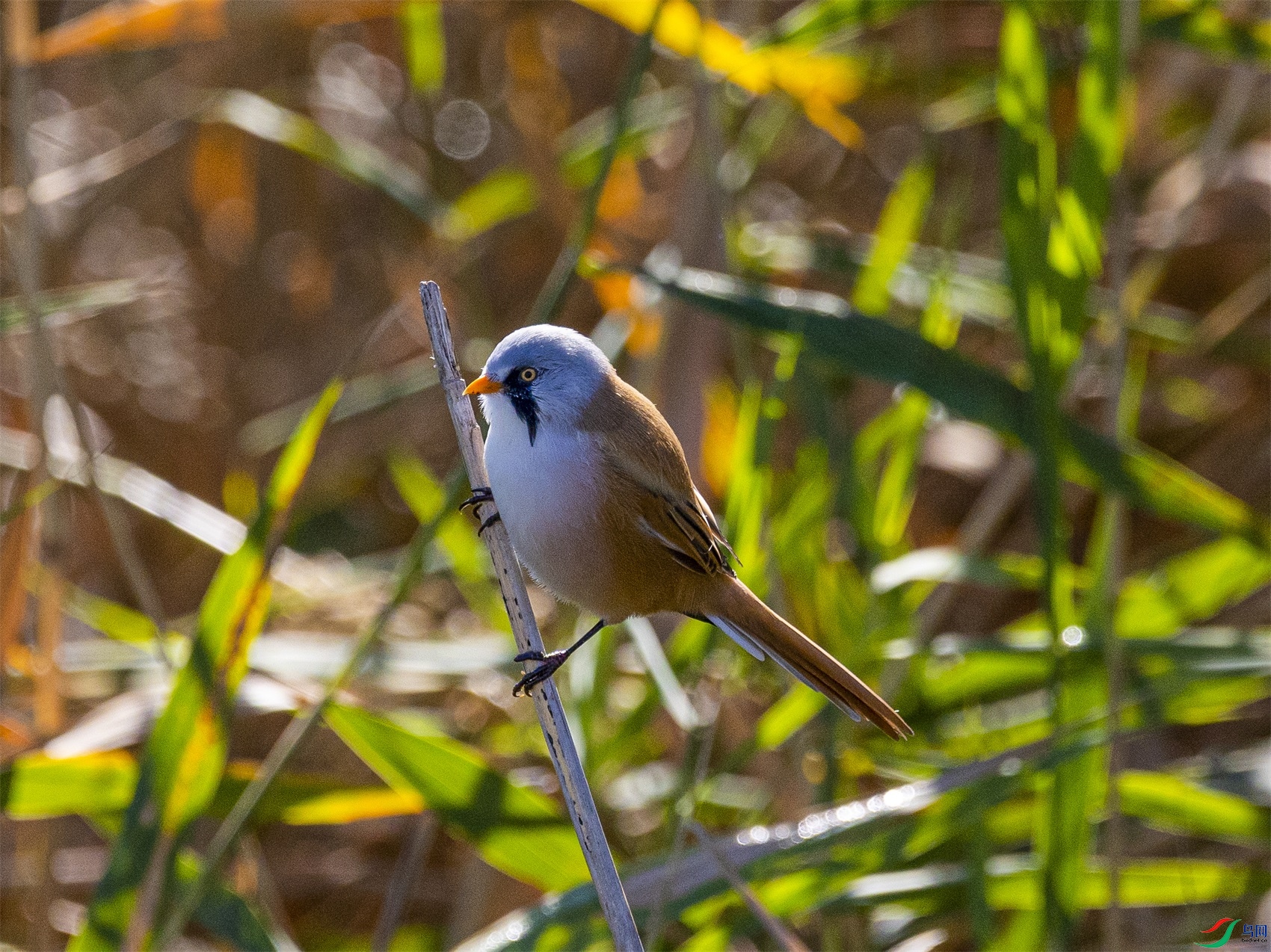 1K3A1559 ����1.jpg