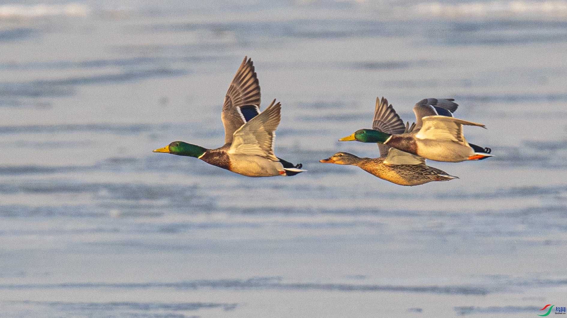 _90I4306 ����.jpg