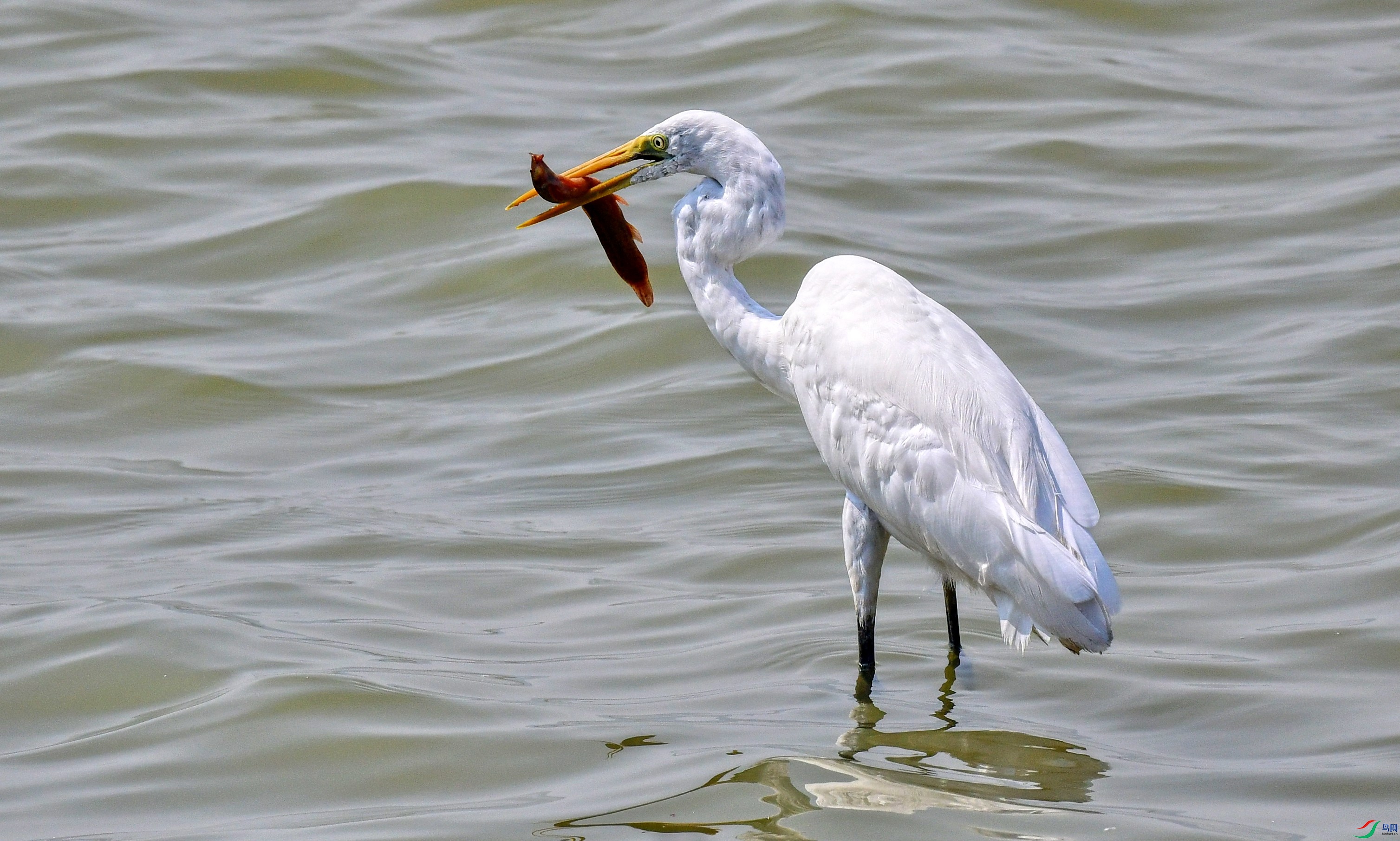 DSC_7238_conew1.jpg