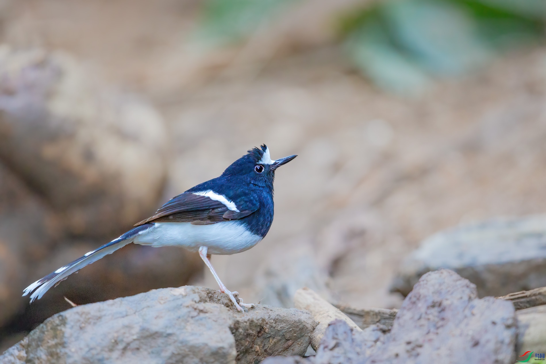 a_73322-1.jpg