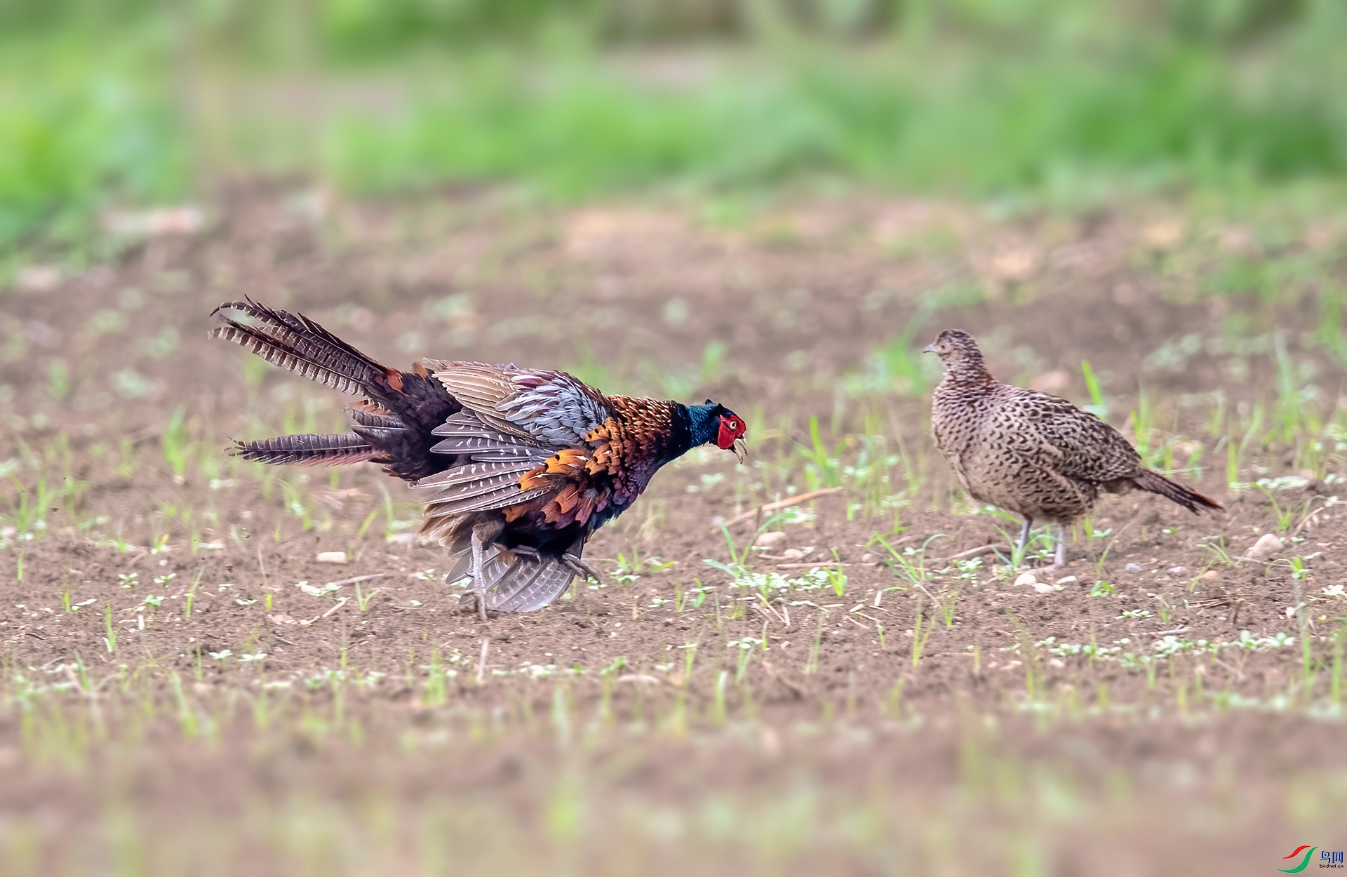 DSC_1709 ����_����.jpg