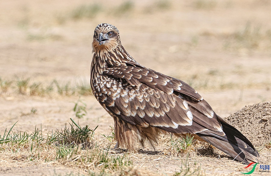 ��ԭ�����½����