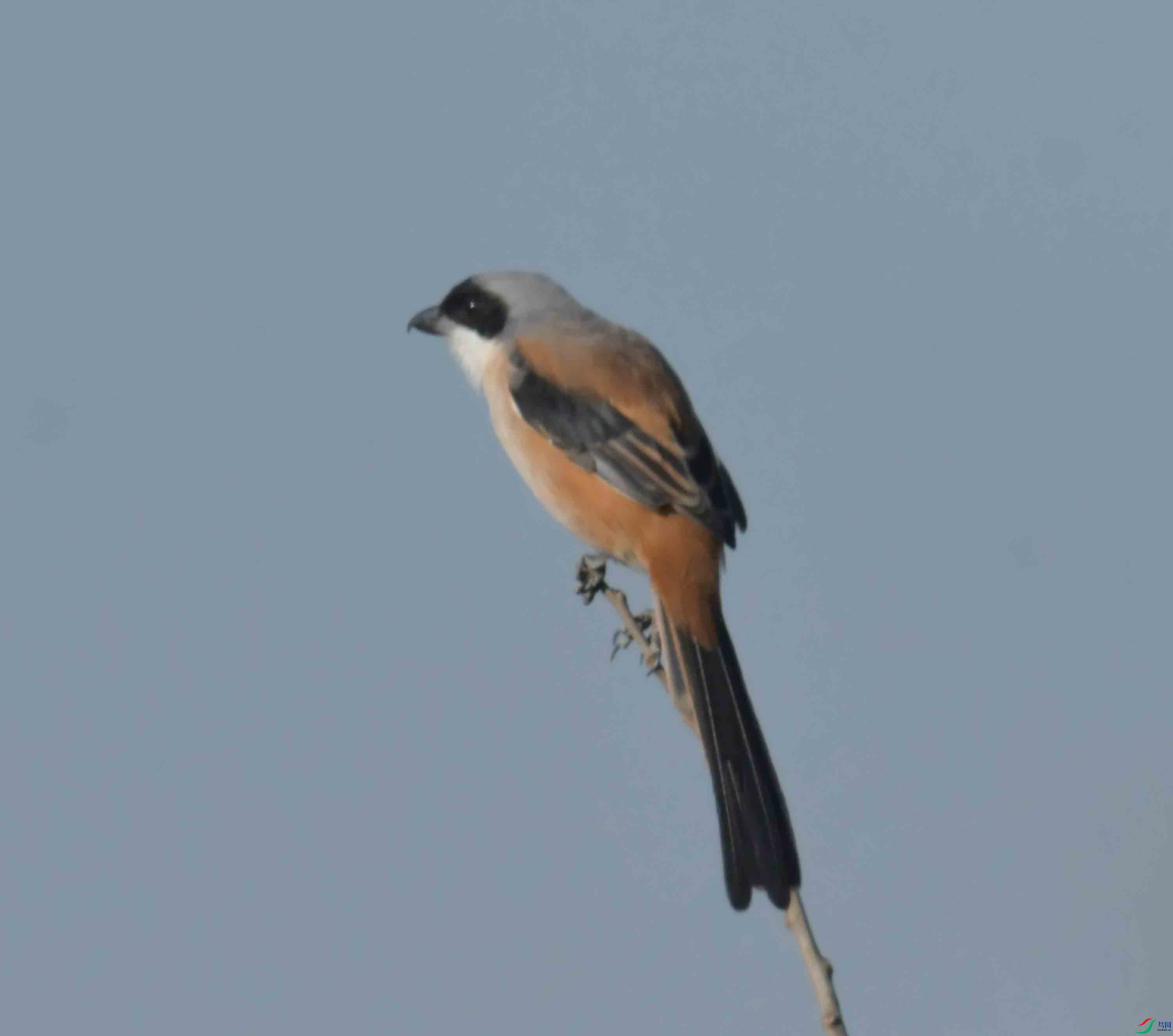DSC_7241.JPG