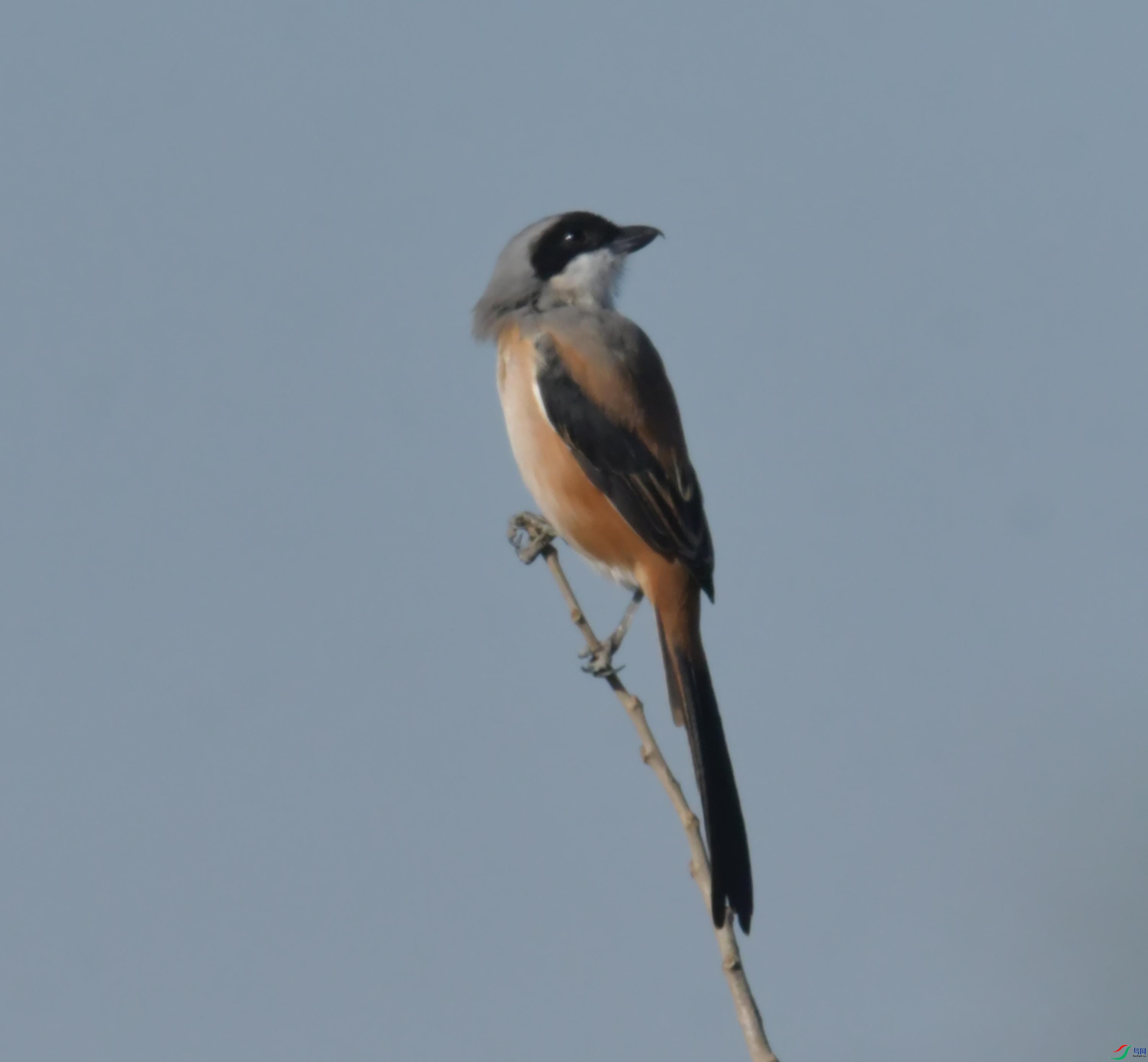 DSC_7237.JPG
