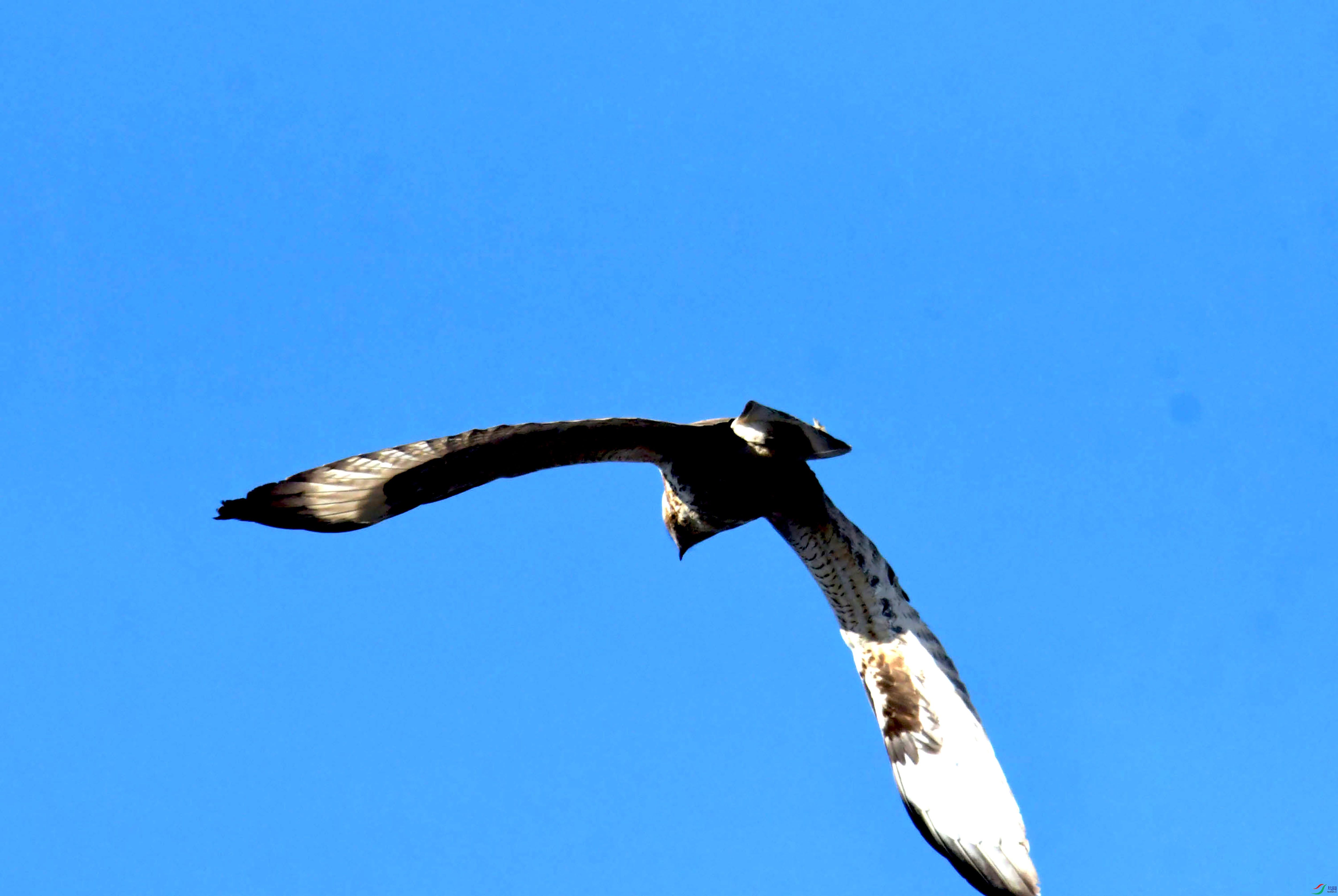 DSC_2531.JPG