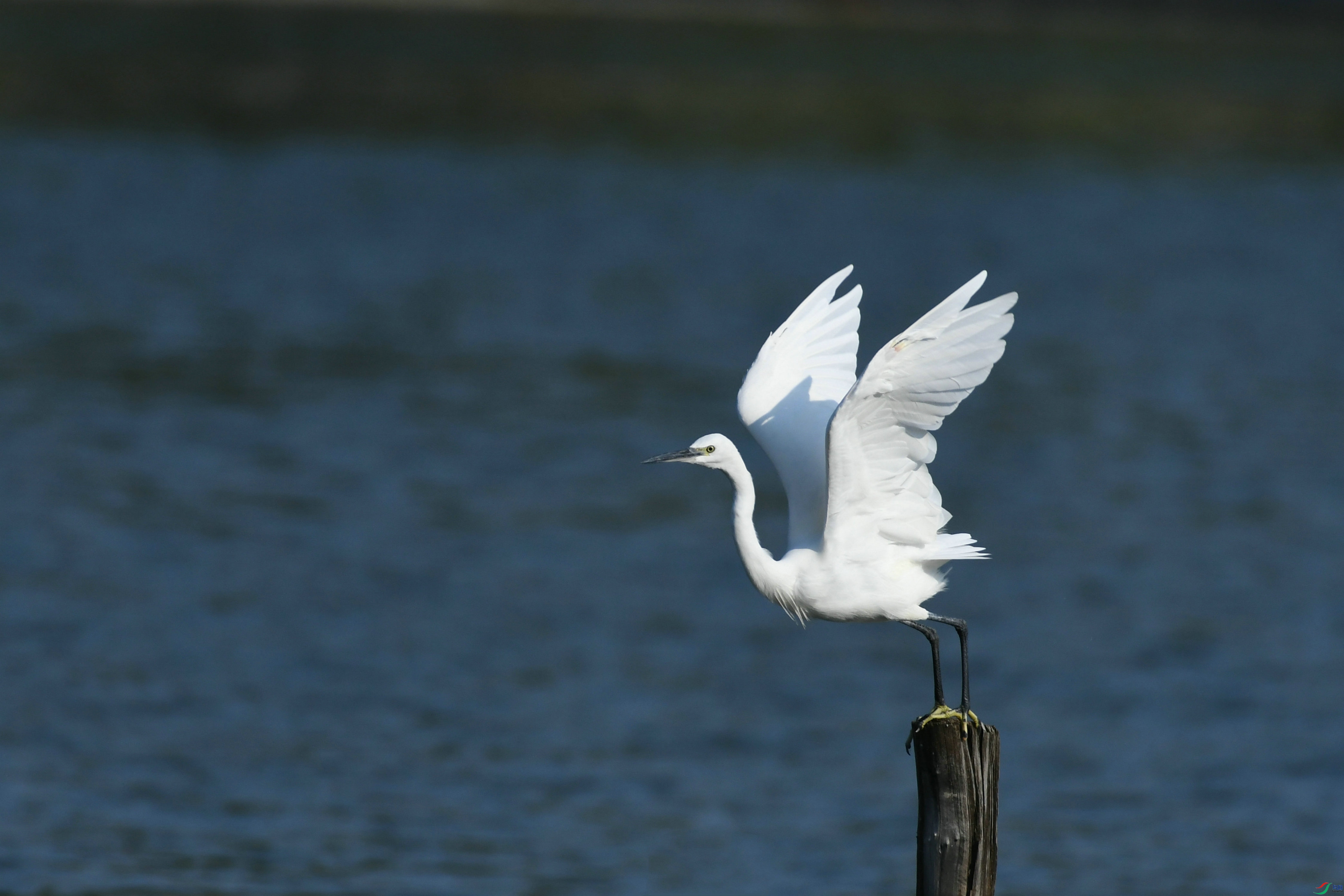 DSC_6455.JPG