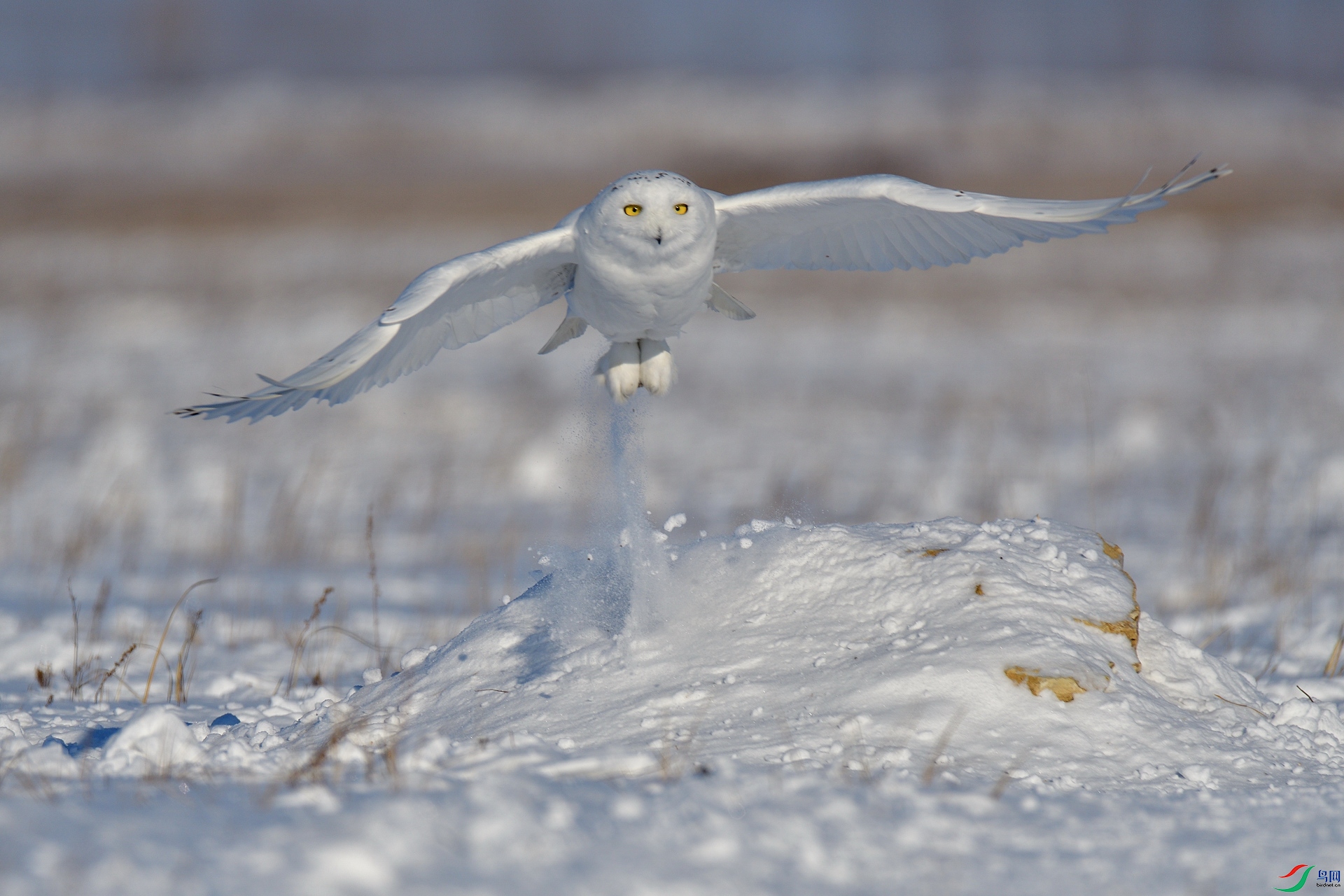 DSC_2916f.jpg