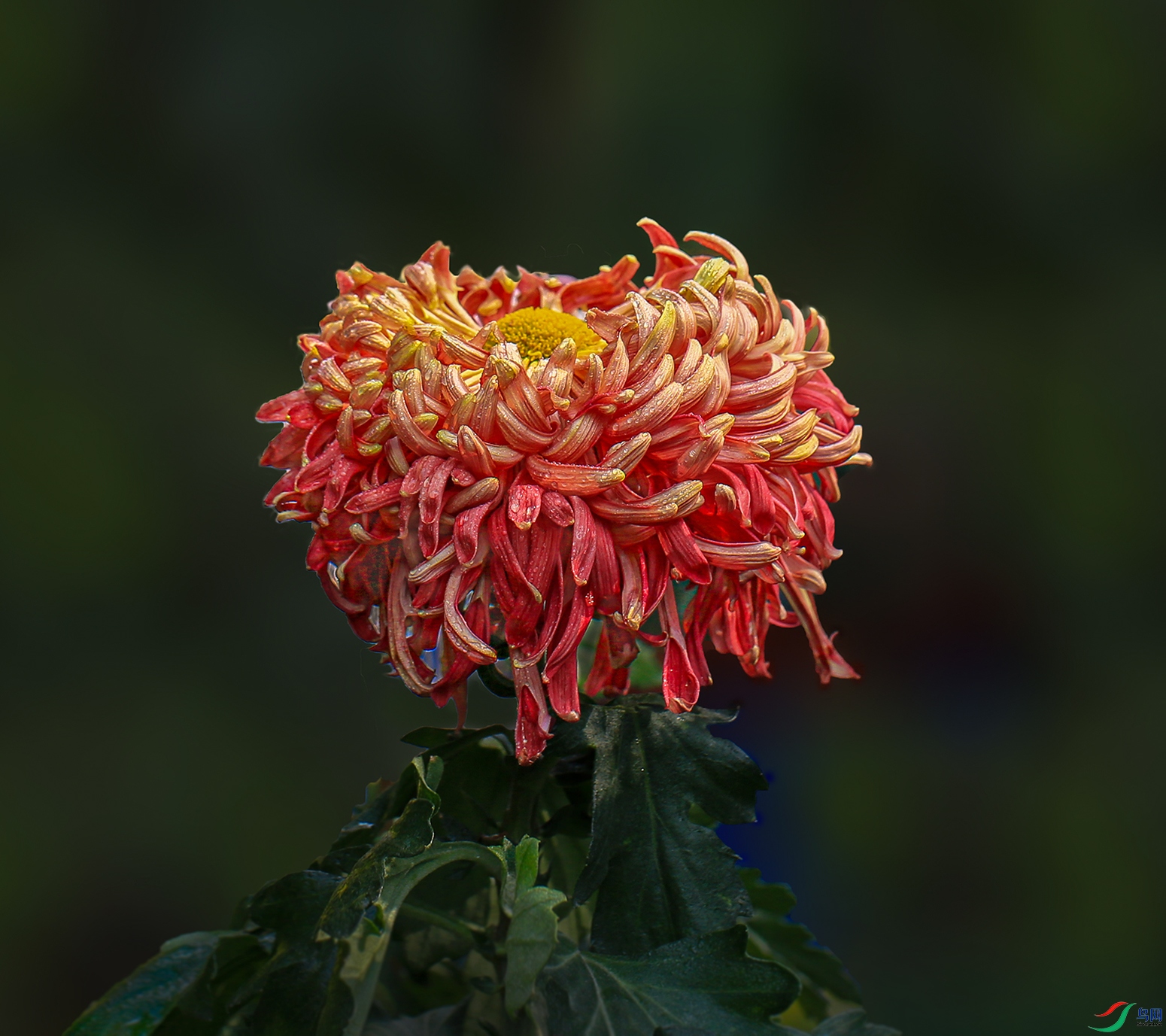 0017258322U9A0924 2943 ��װ�ع� 1000k.jpg