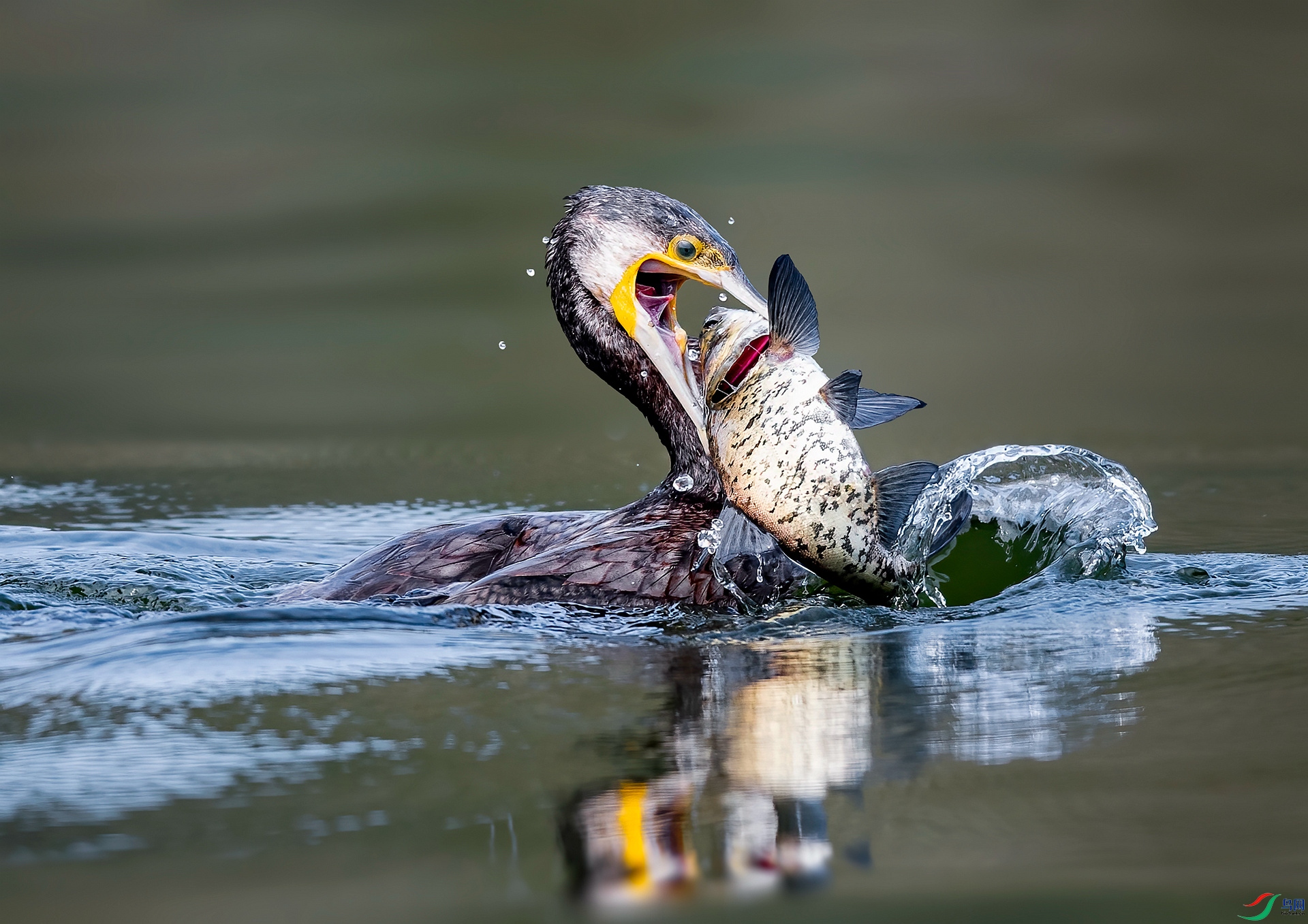 DSC_0458 ����_����.jpg