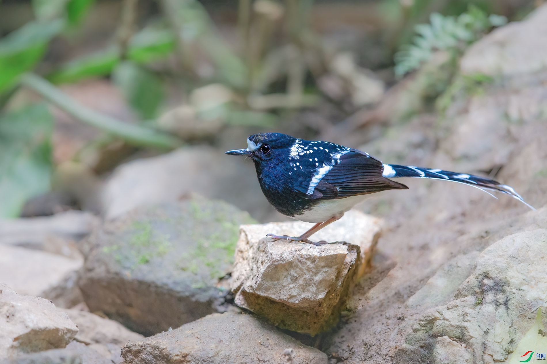 a_68064-1.jpg