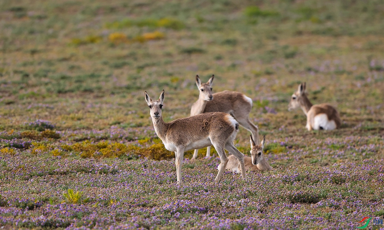 7X5A8578 - ����.JPG