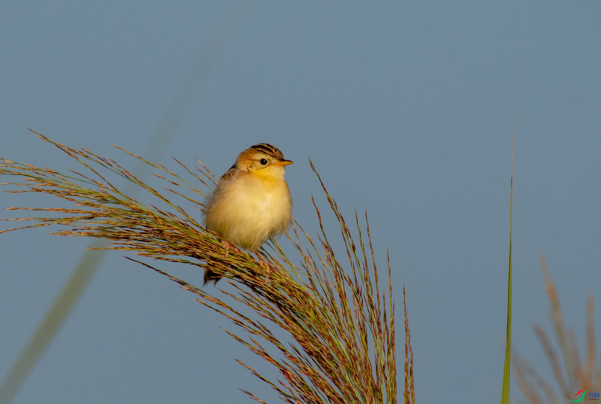 DSC_9384.jpg