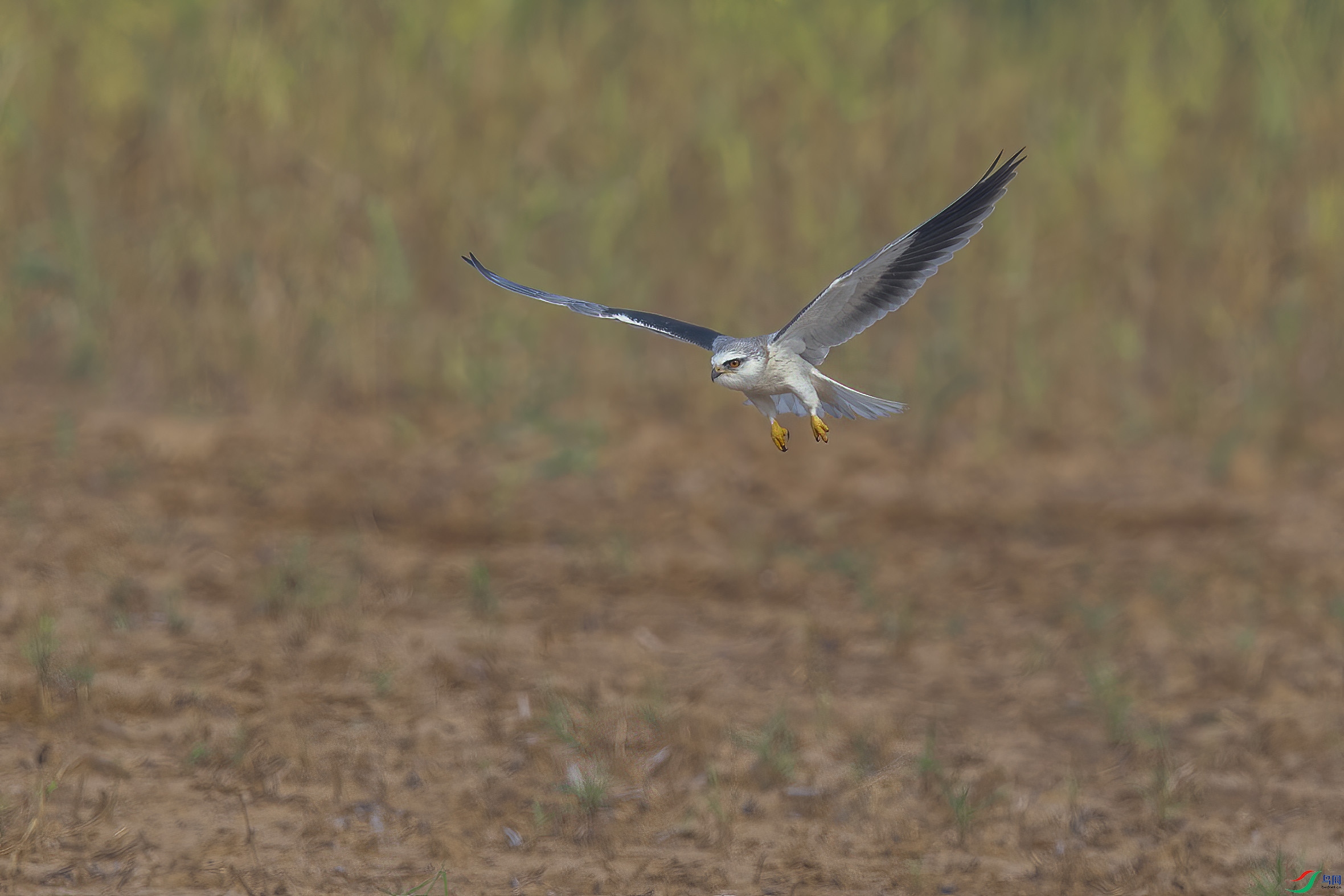 DSC_7936 ����.jpg