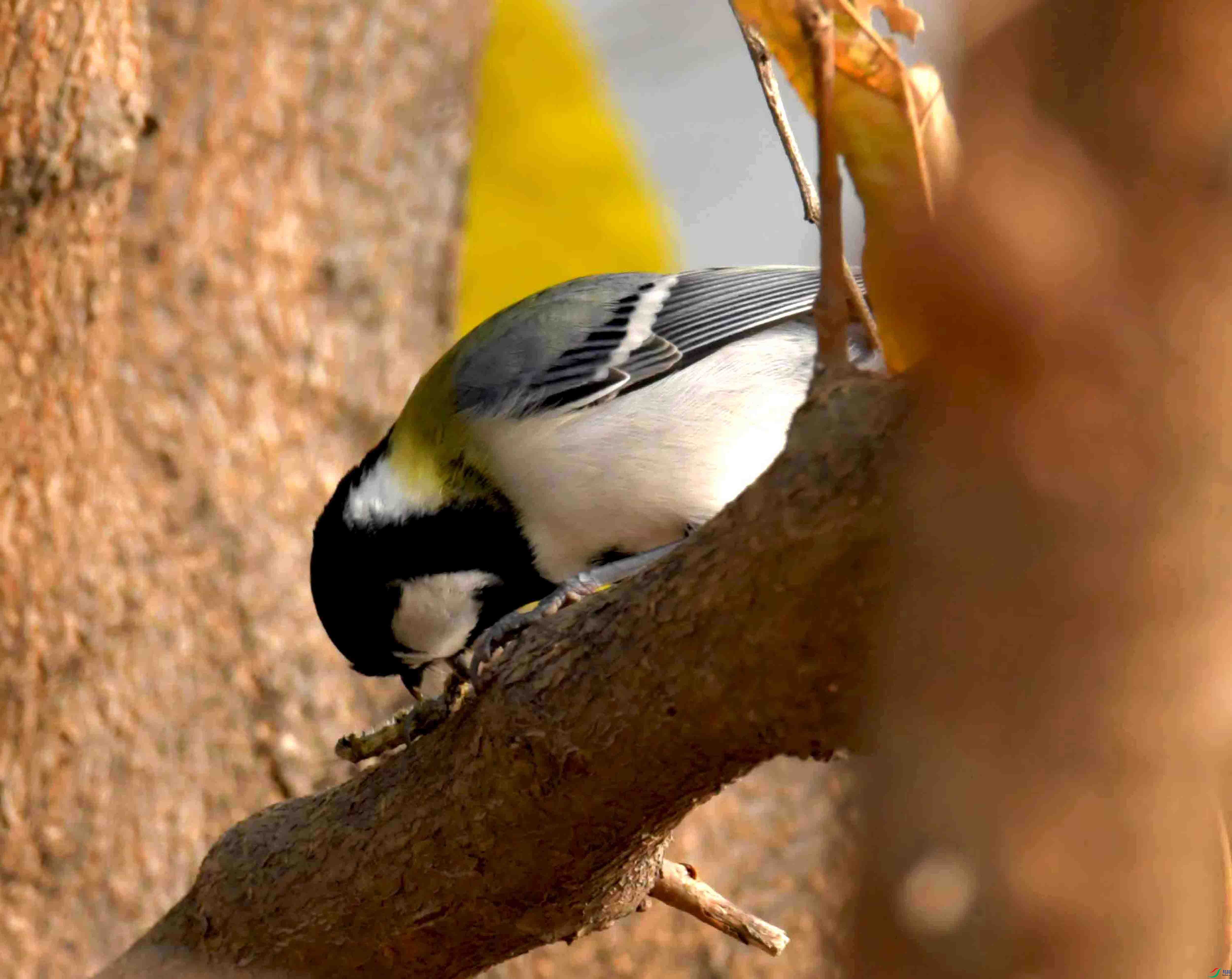 DSC_2067.JPG