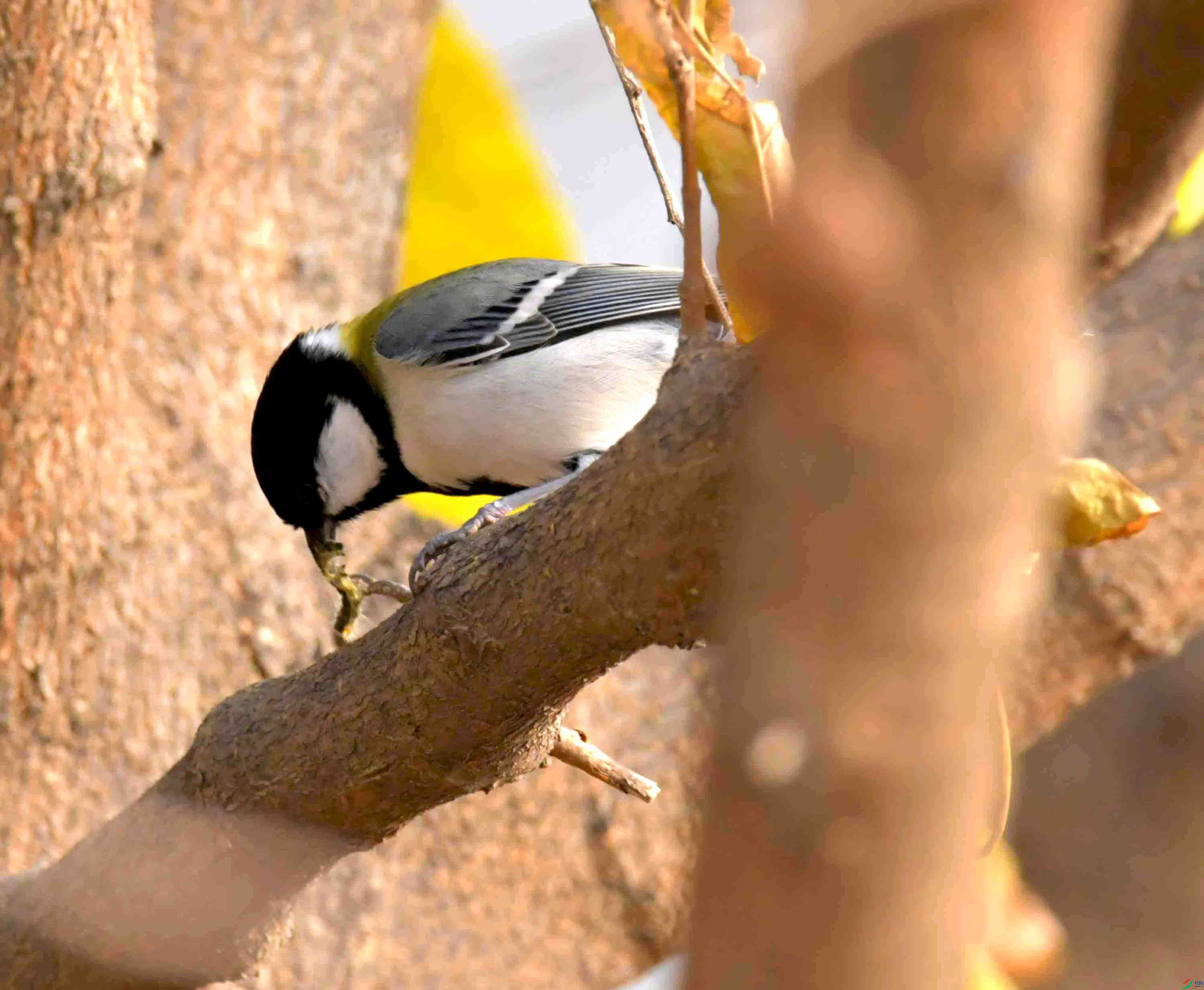 DSC_2069.JPG