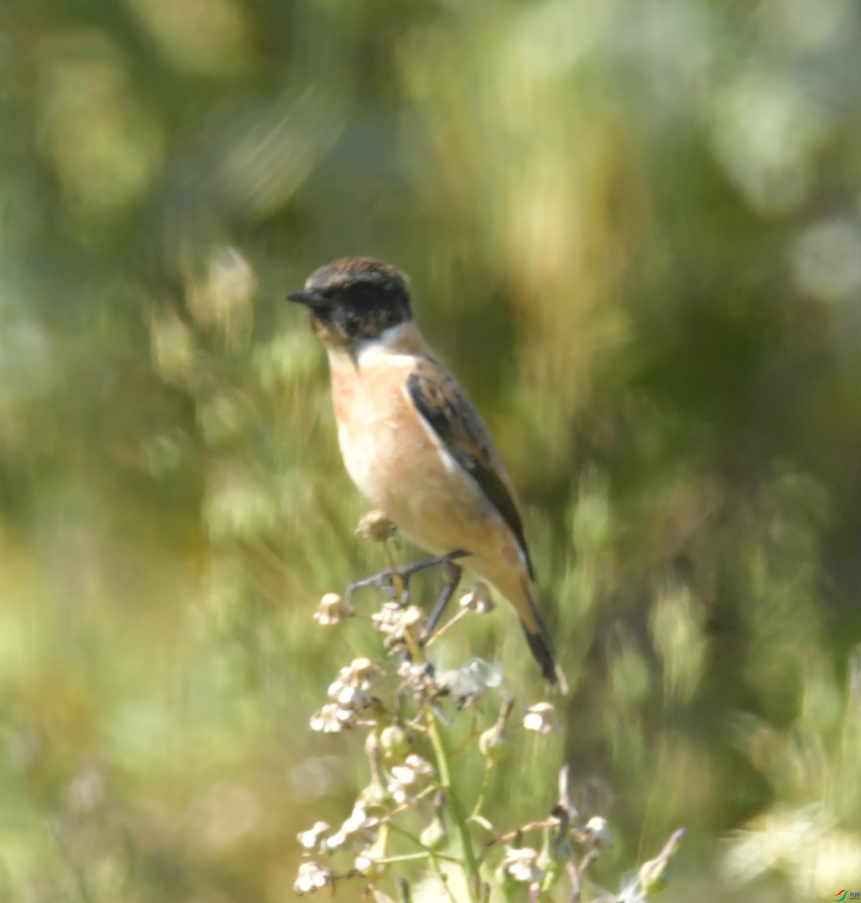 DSC_0086.JPG