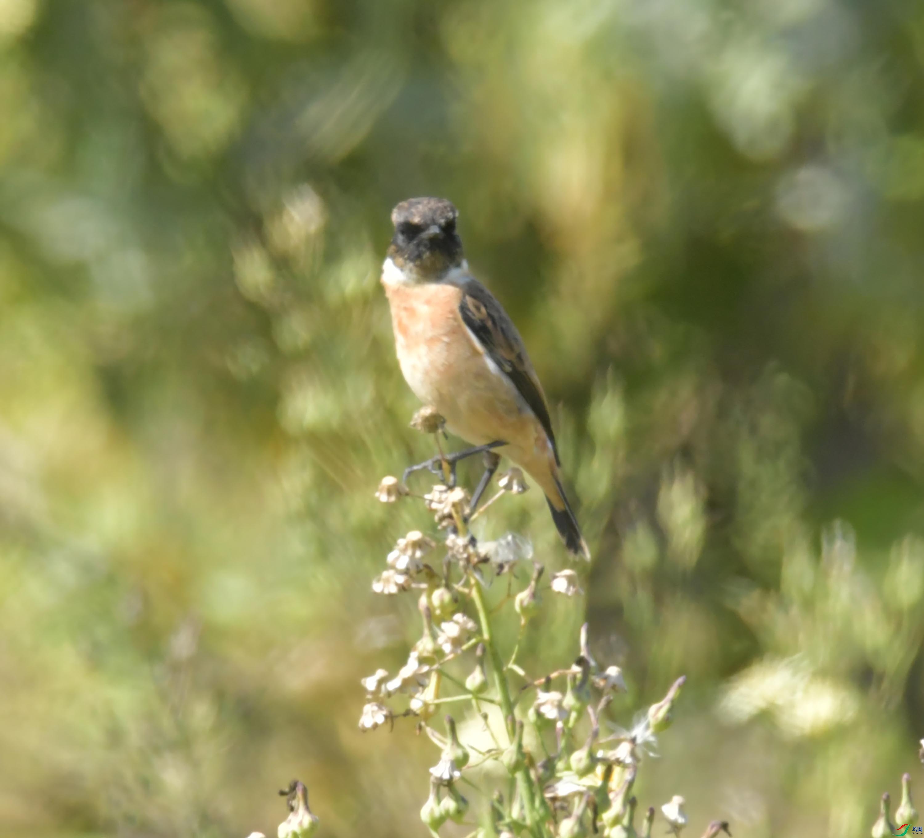 DSC_0093.JPG