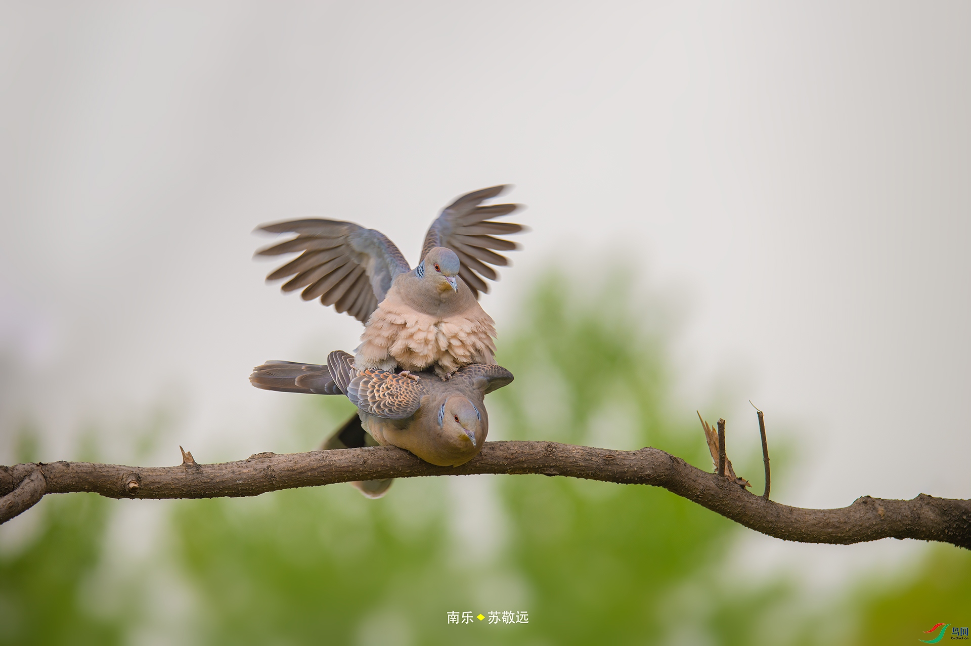 _AAA1199С.jpg
