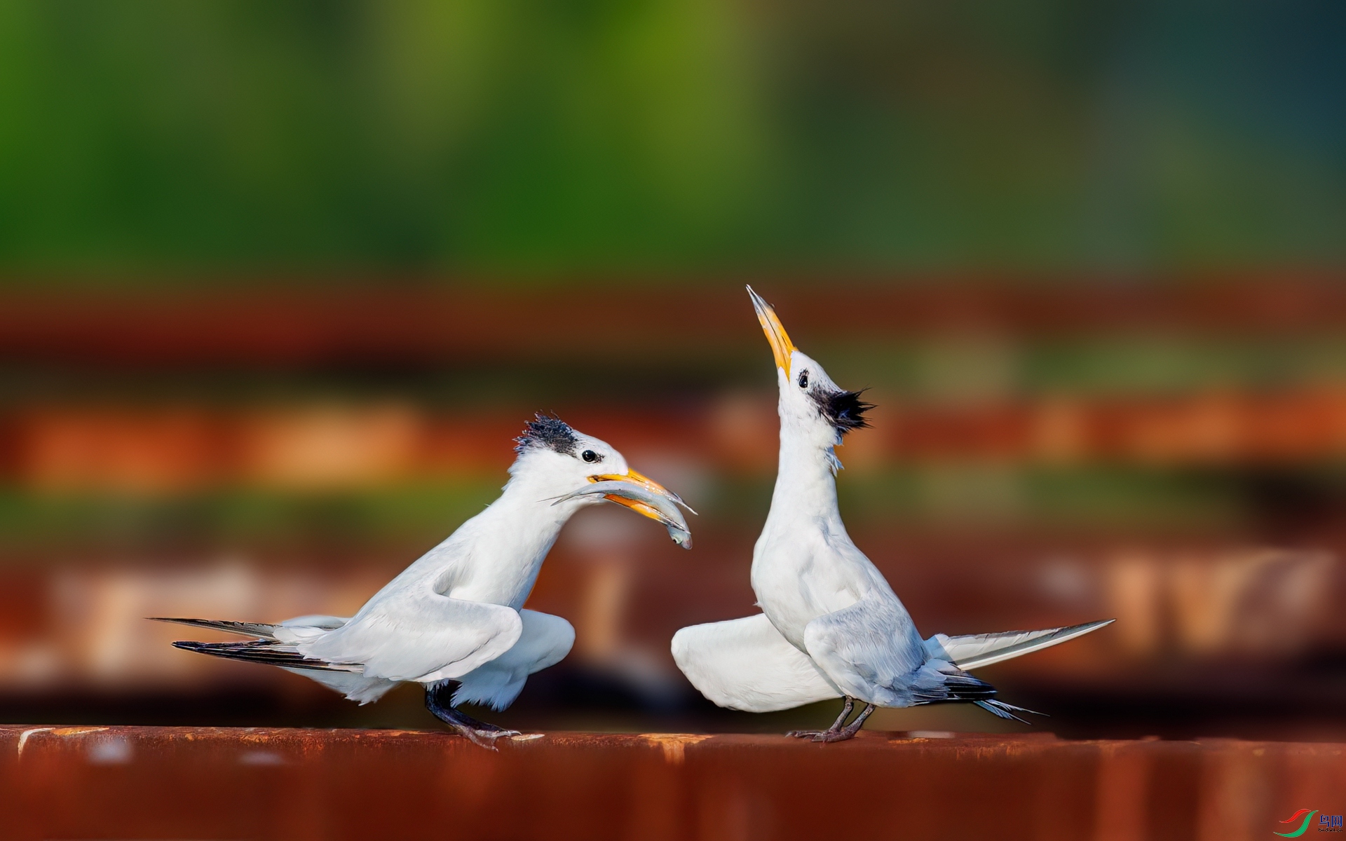 SHU_1618 ����_����.jpg