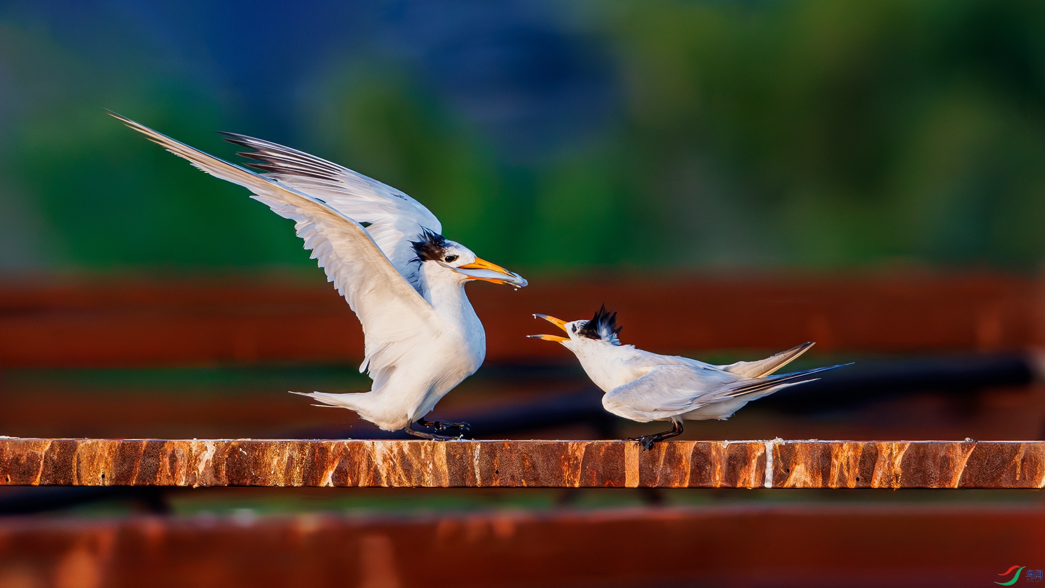 SHU_0406-����ǿ-NR ����_����.jpg