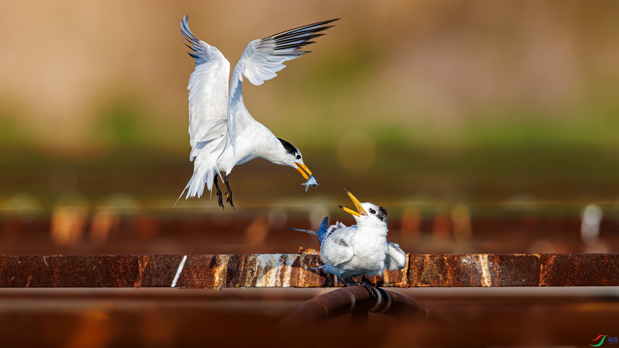 SHU_2195-����ǿ-NR ����_����.jpg