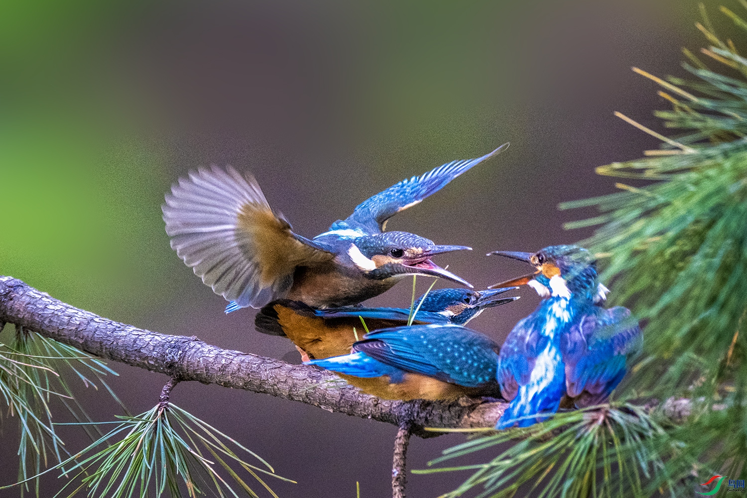 ��ש����