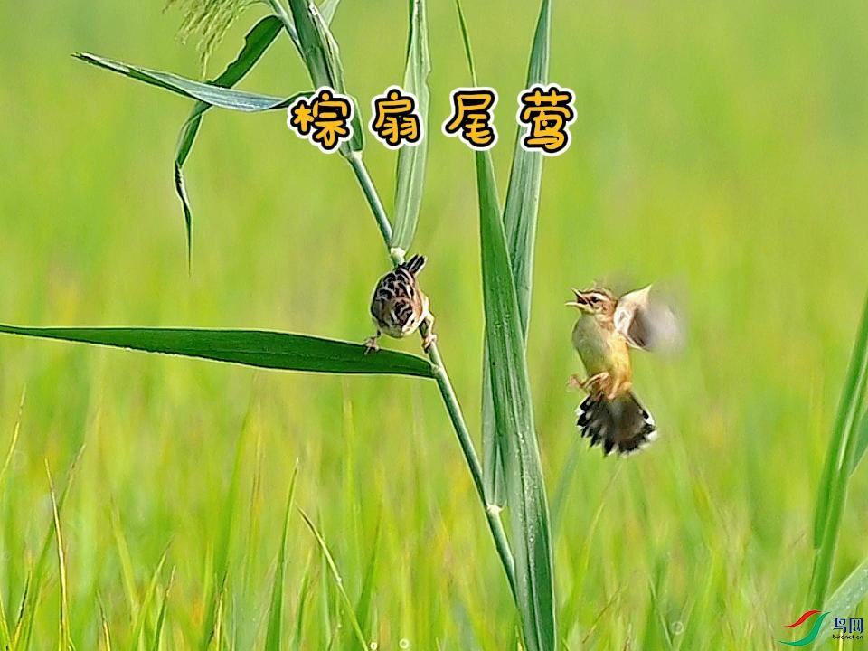 ����βݺ