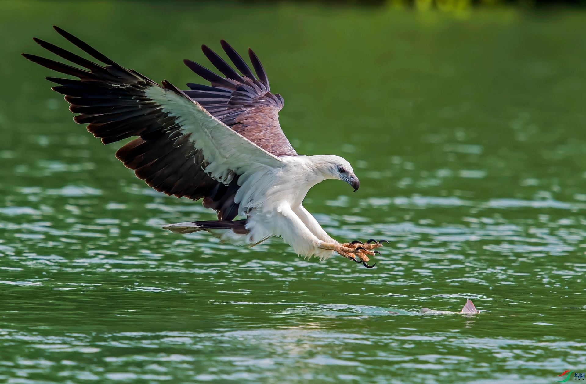 ������צ  .jpg