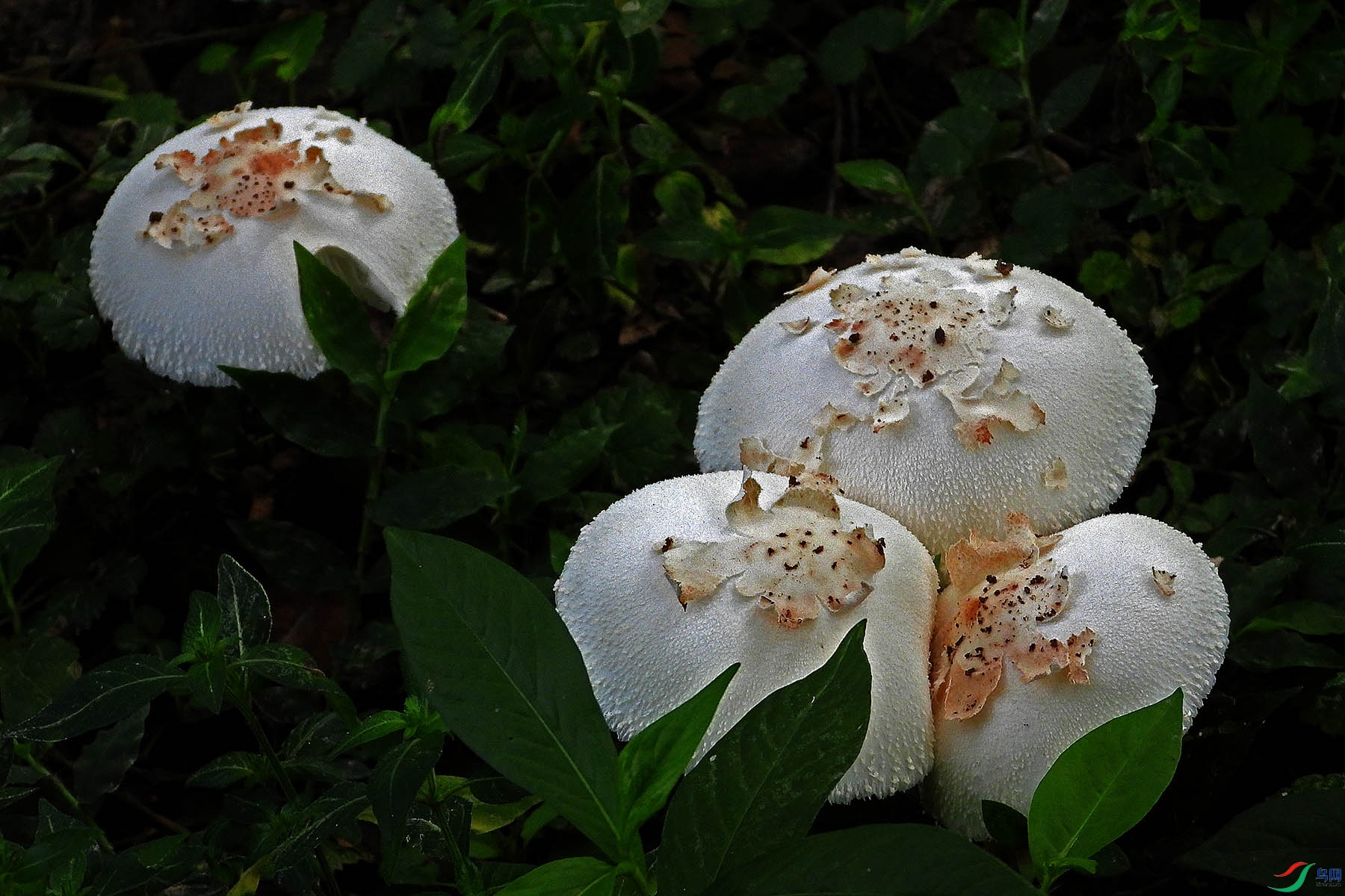 DSCN9414.jpg