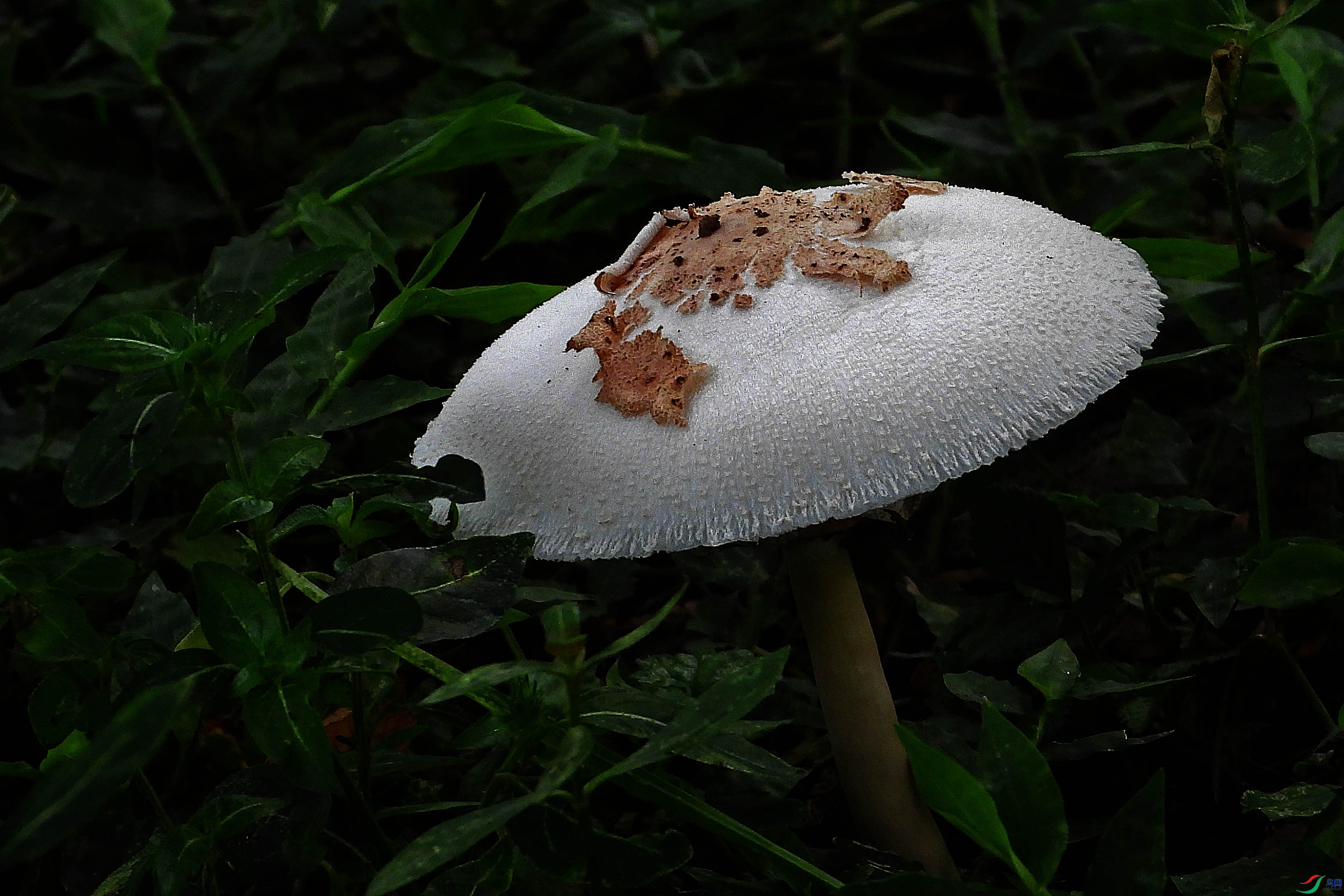 DSCN9417.JPG