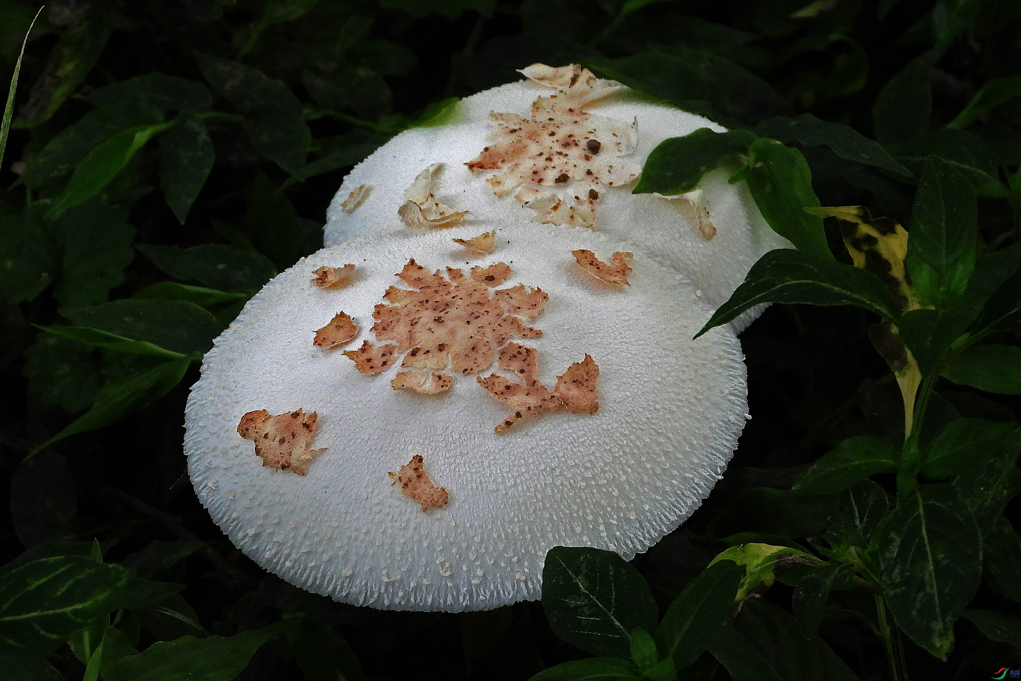 DSCN9416.JPG