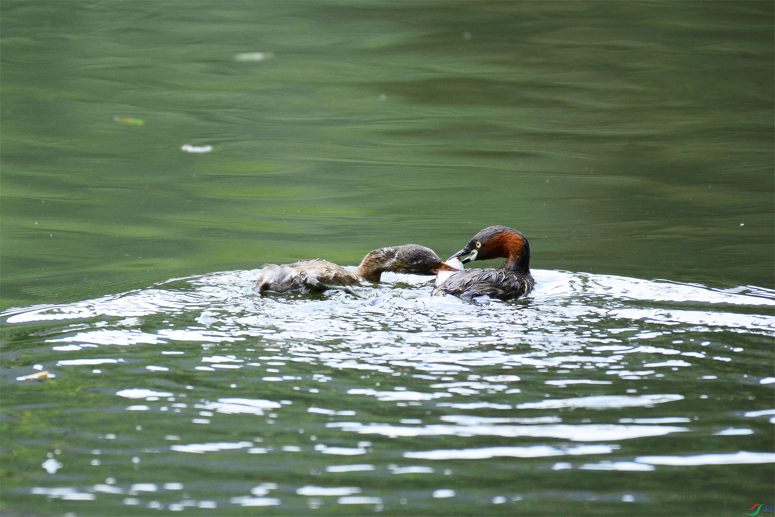 ����������ζ