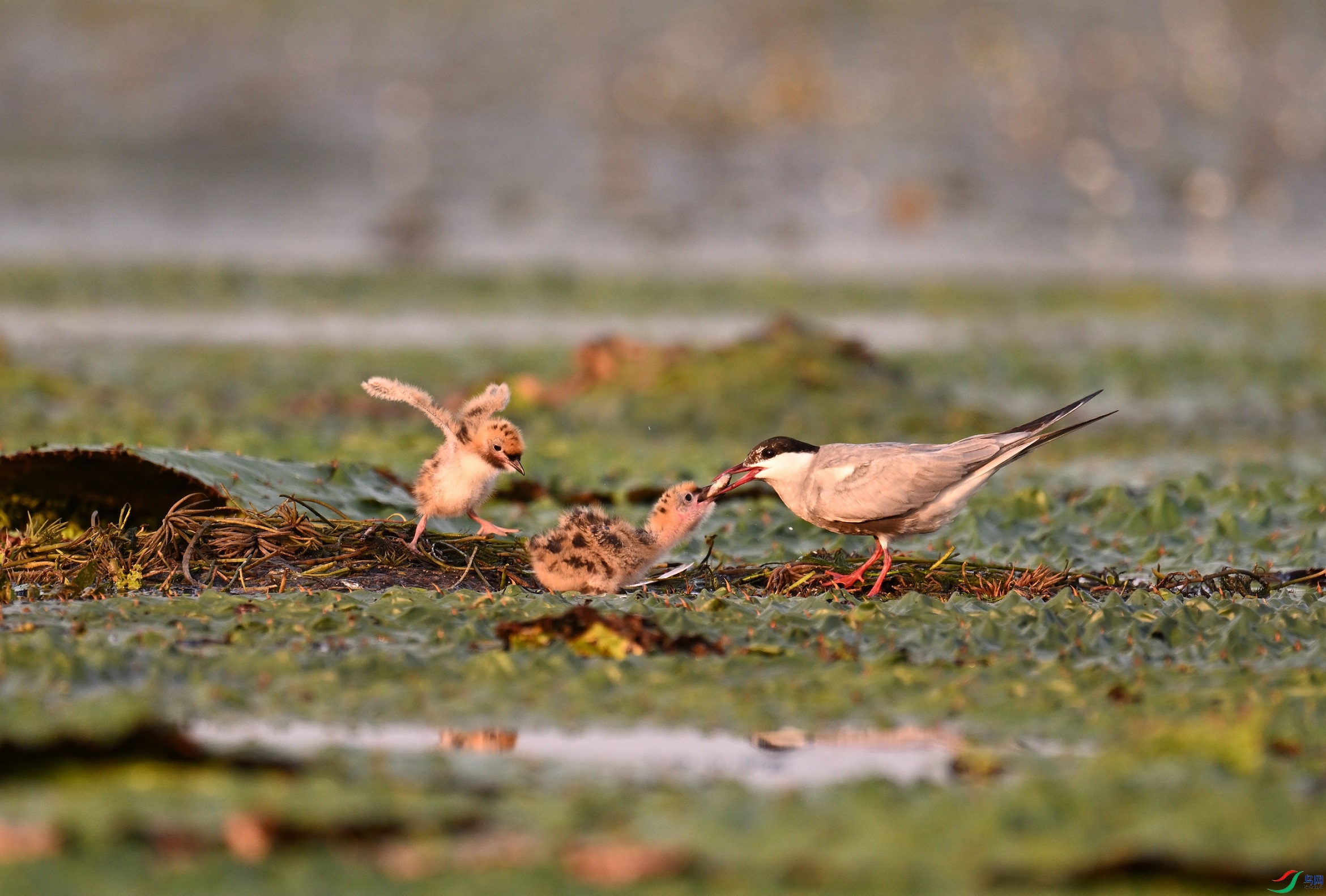 DSC_6943.JPG
