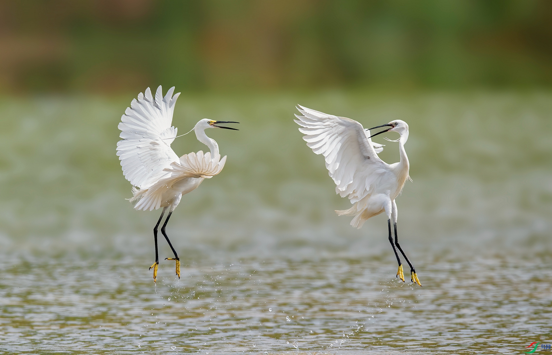 DSC_9713 ����_����.jpg