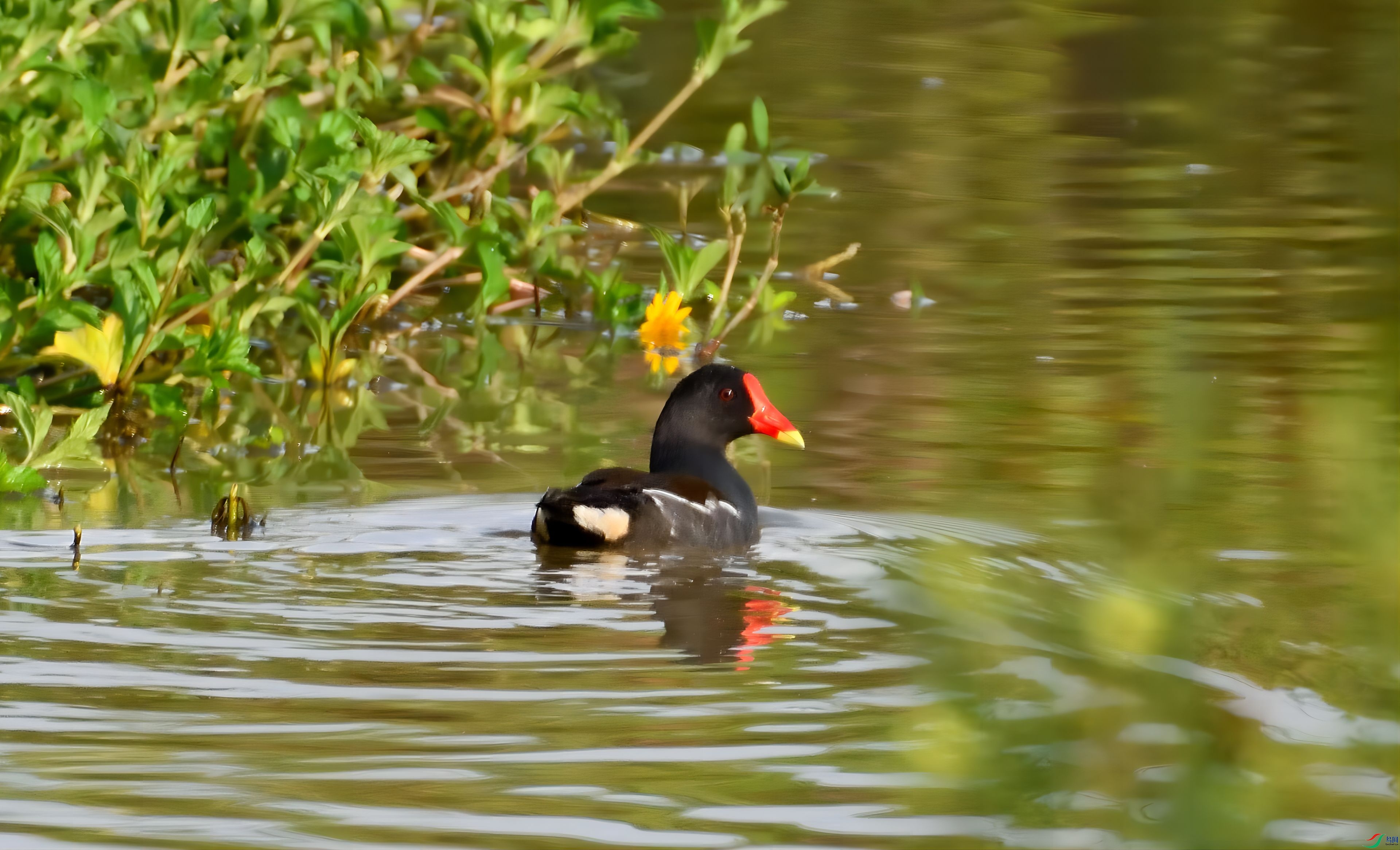 ��ڻ�����Ҷ��