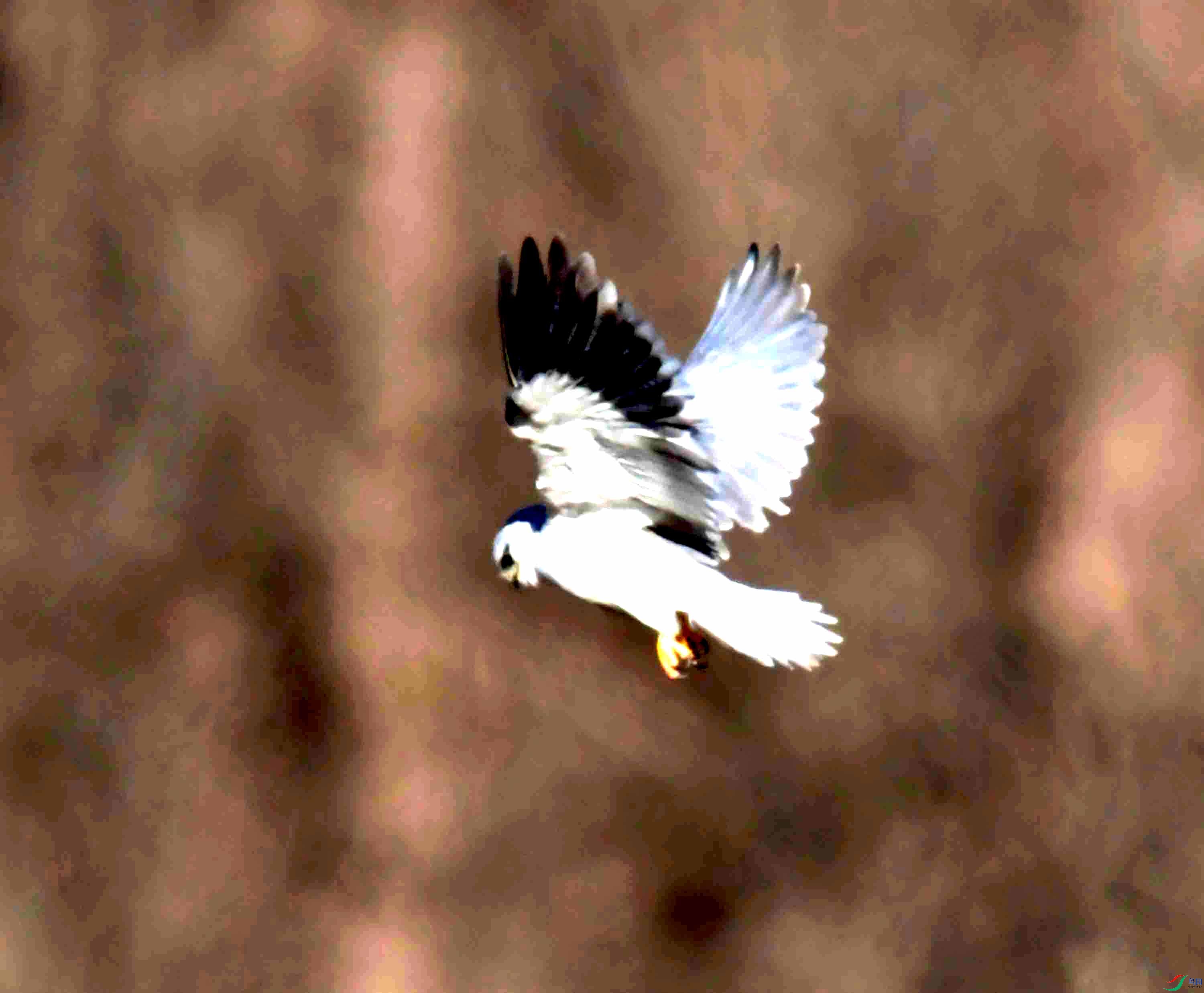 DSC_6930.JPG