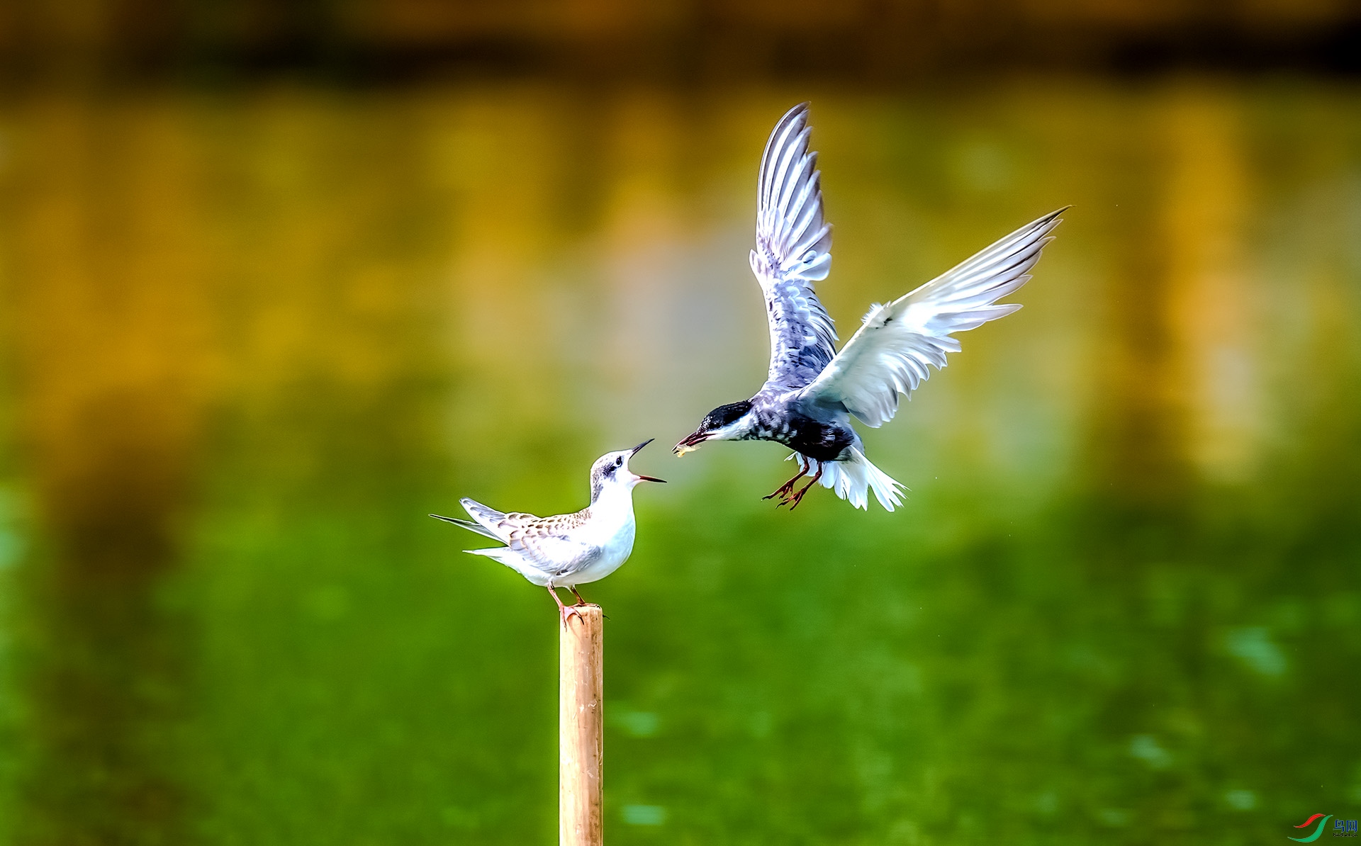 �븡Ÿ��æ�ļ���