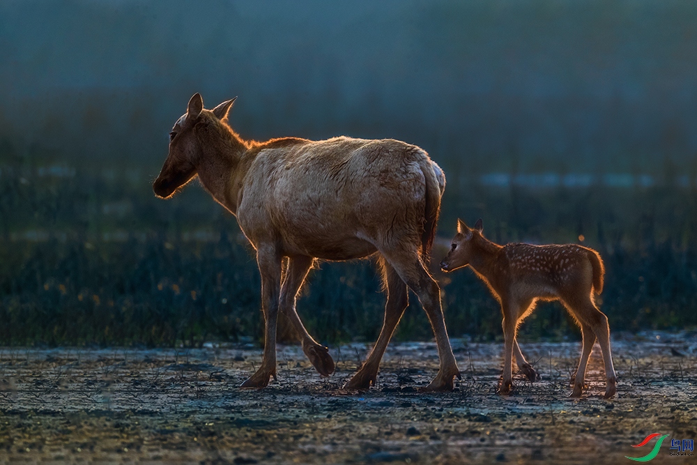 ��¹----ĸЯ����