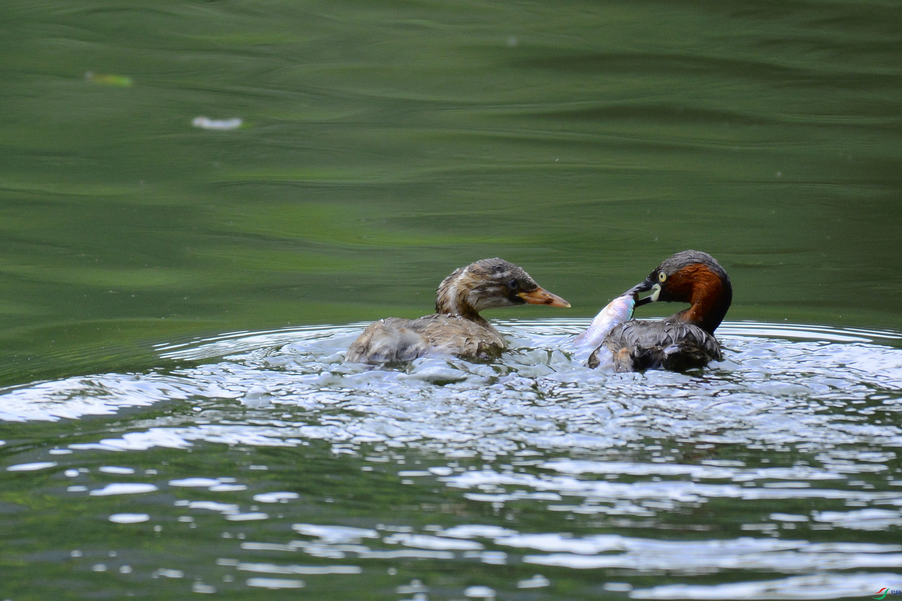 ����~�Լ�ץ