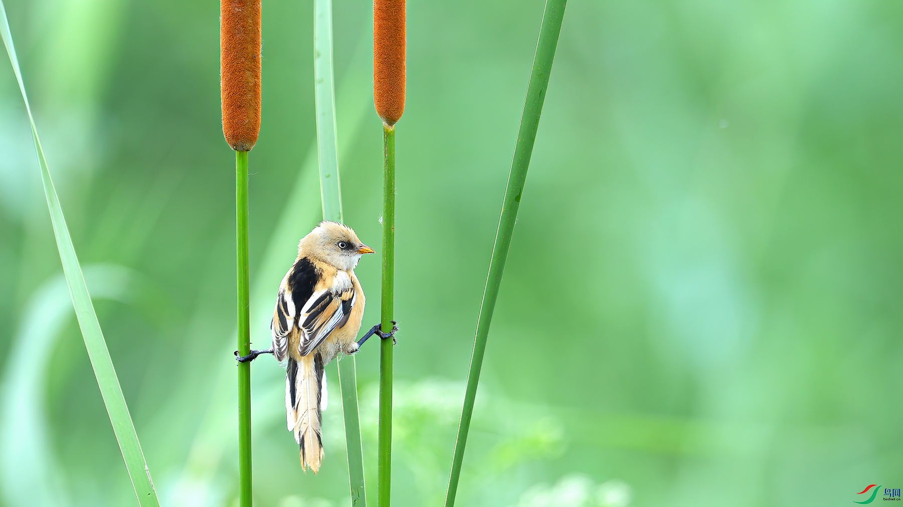 Picture 263569920-1.jpg