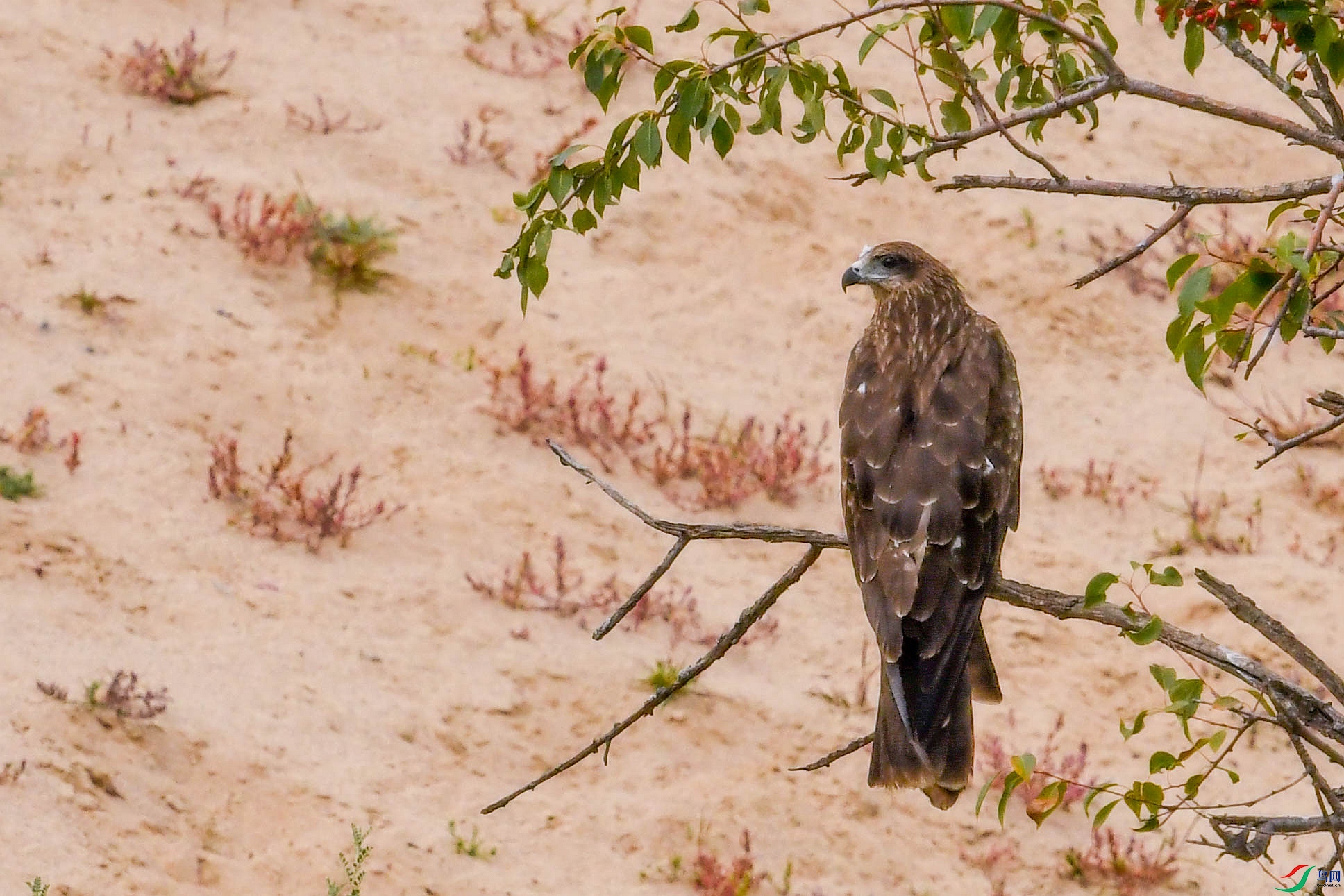 DSC_6064.jpg