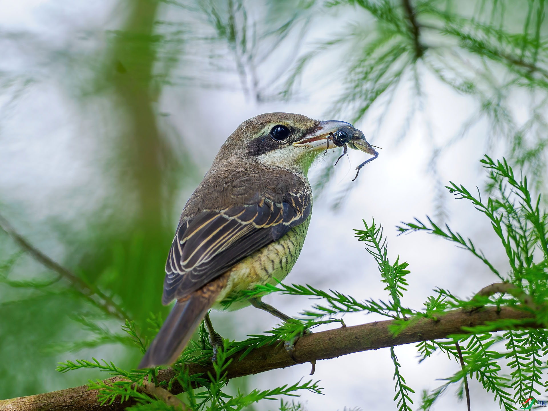 P9010022-denoise-standard �жž�.jpg