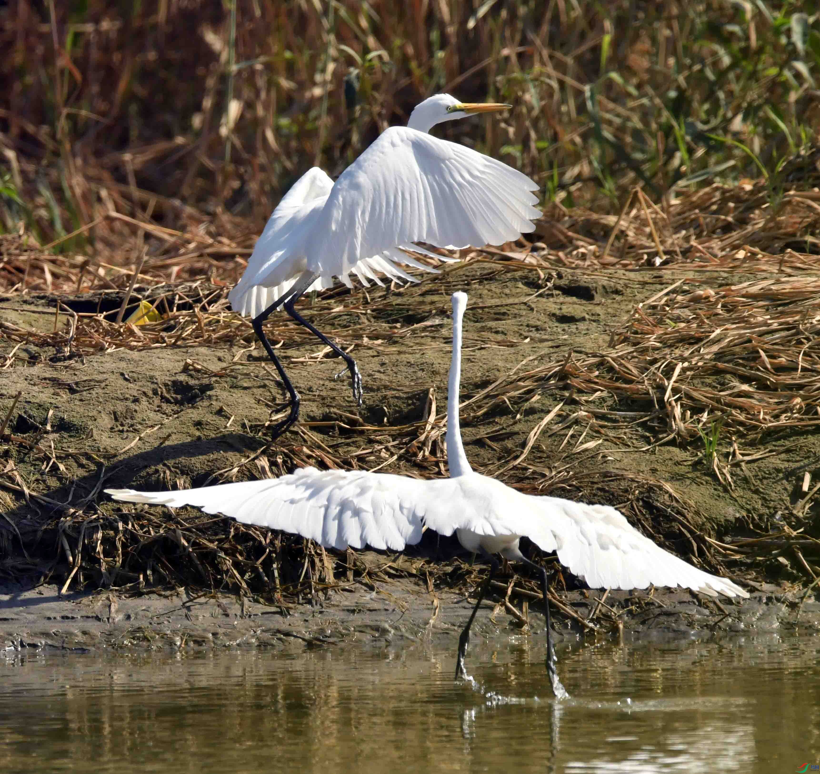 DSC_0976.JPG