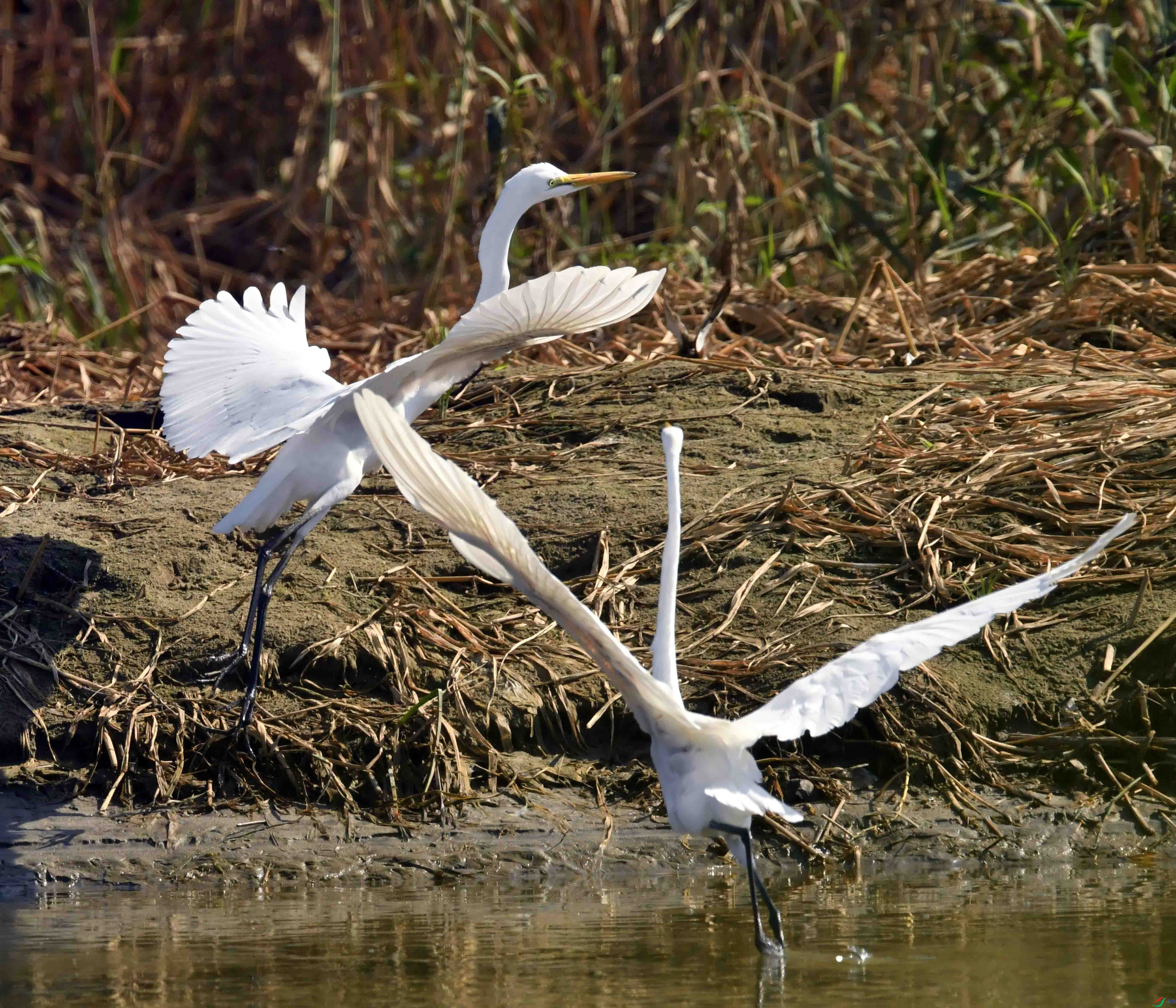 DSC_0975.JPG