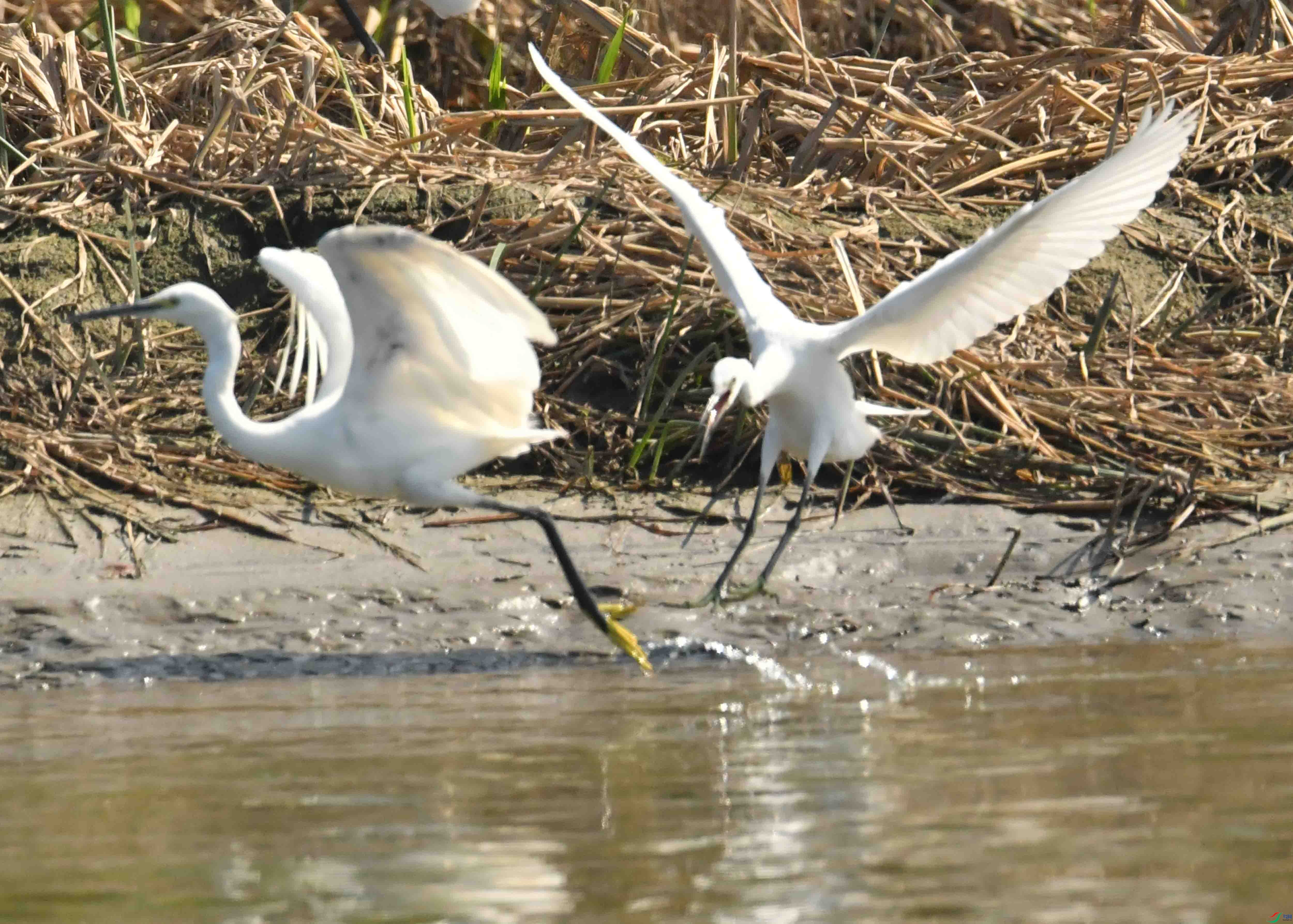 DSC_1084.JPG