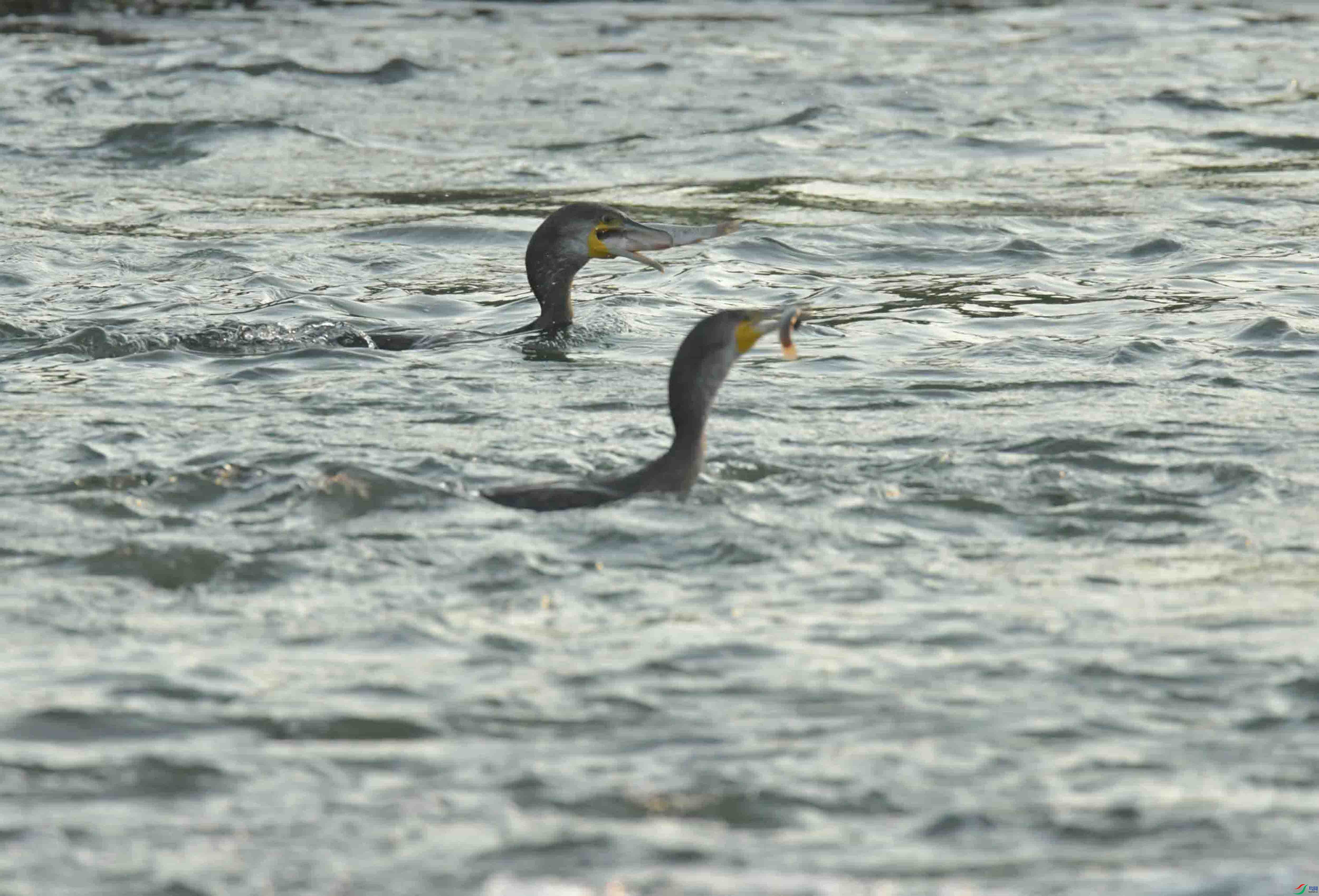 DSC_5443.JPG