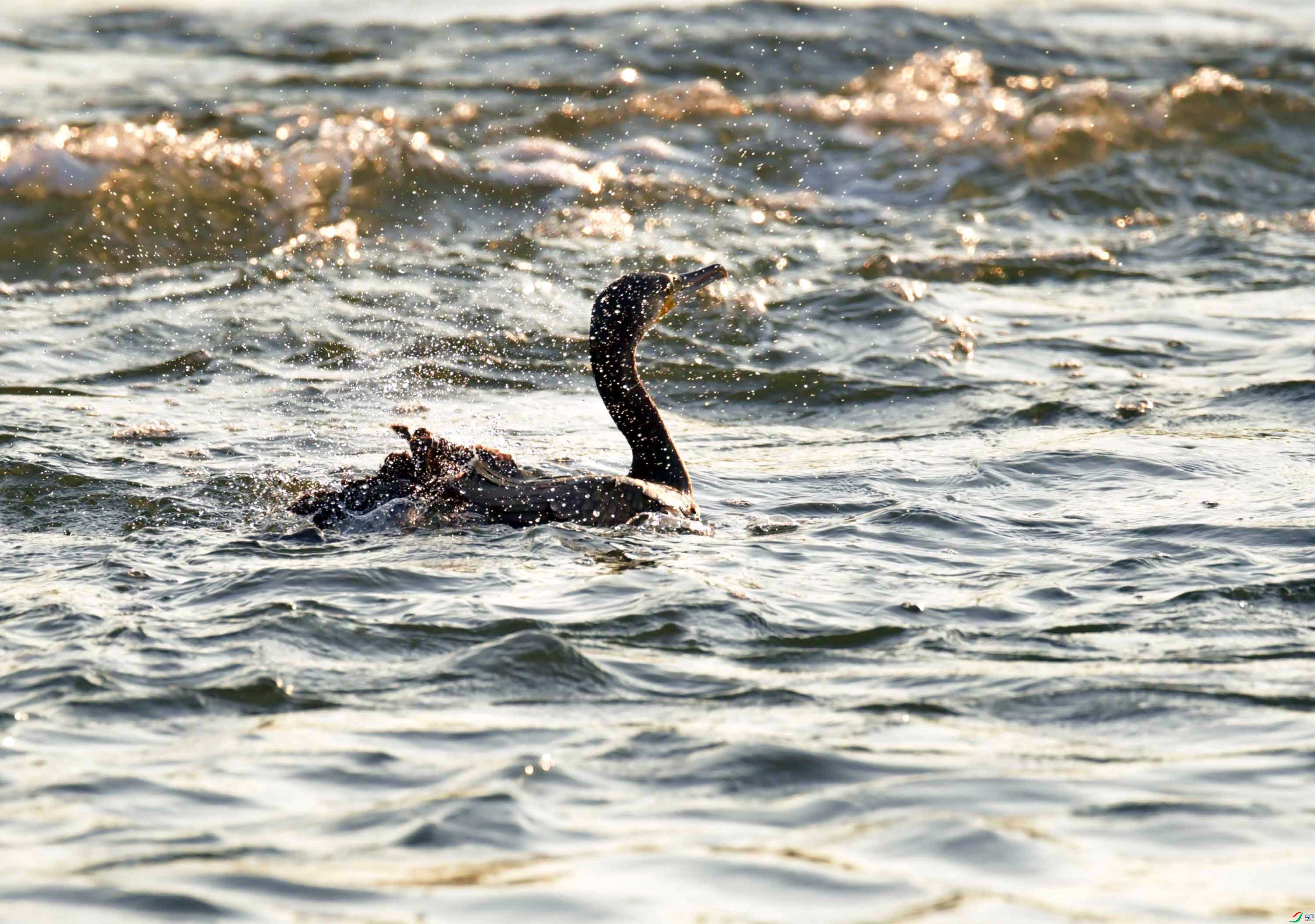DSC_5495.JPG