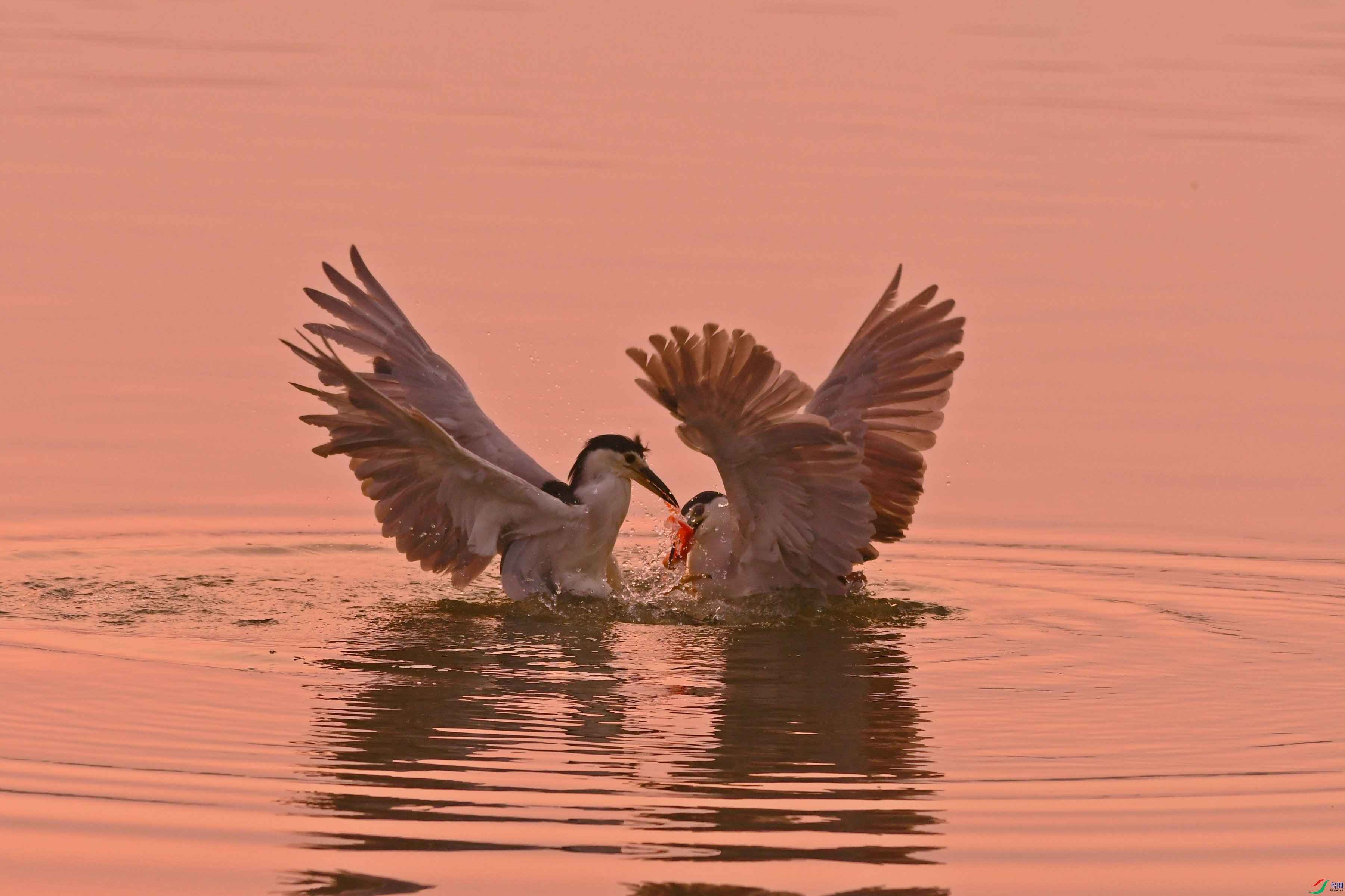 DSC_7337.JPG