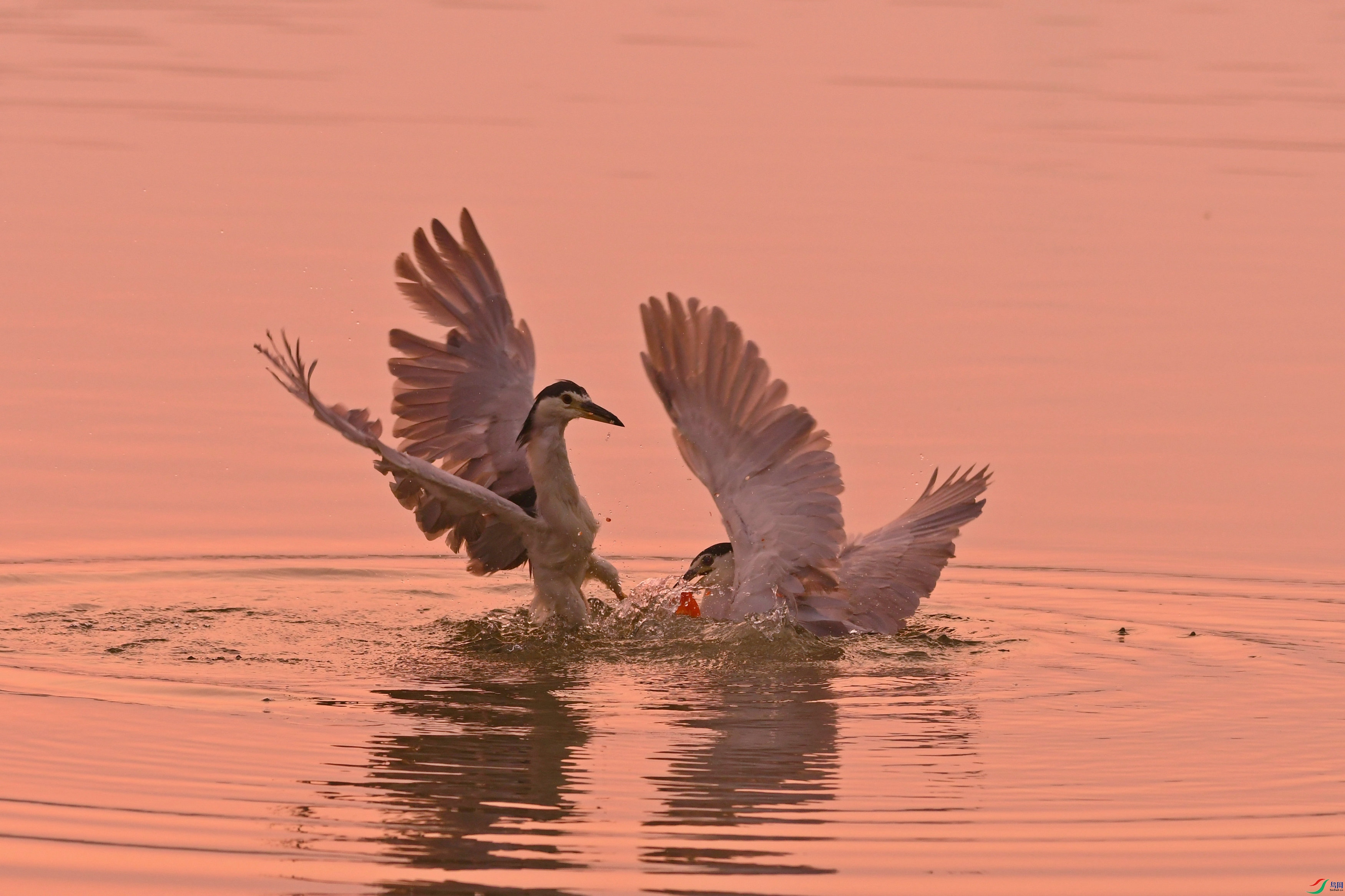 DSC_7339.JPG